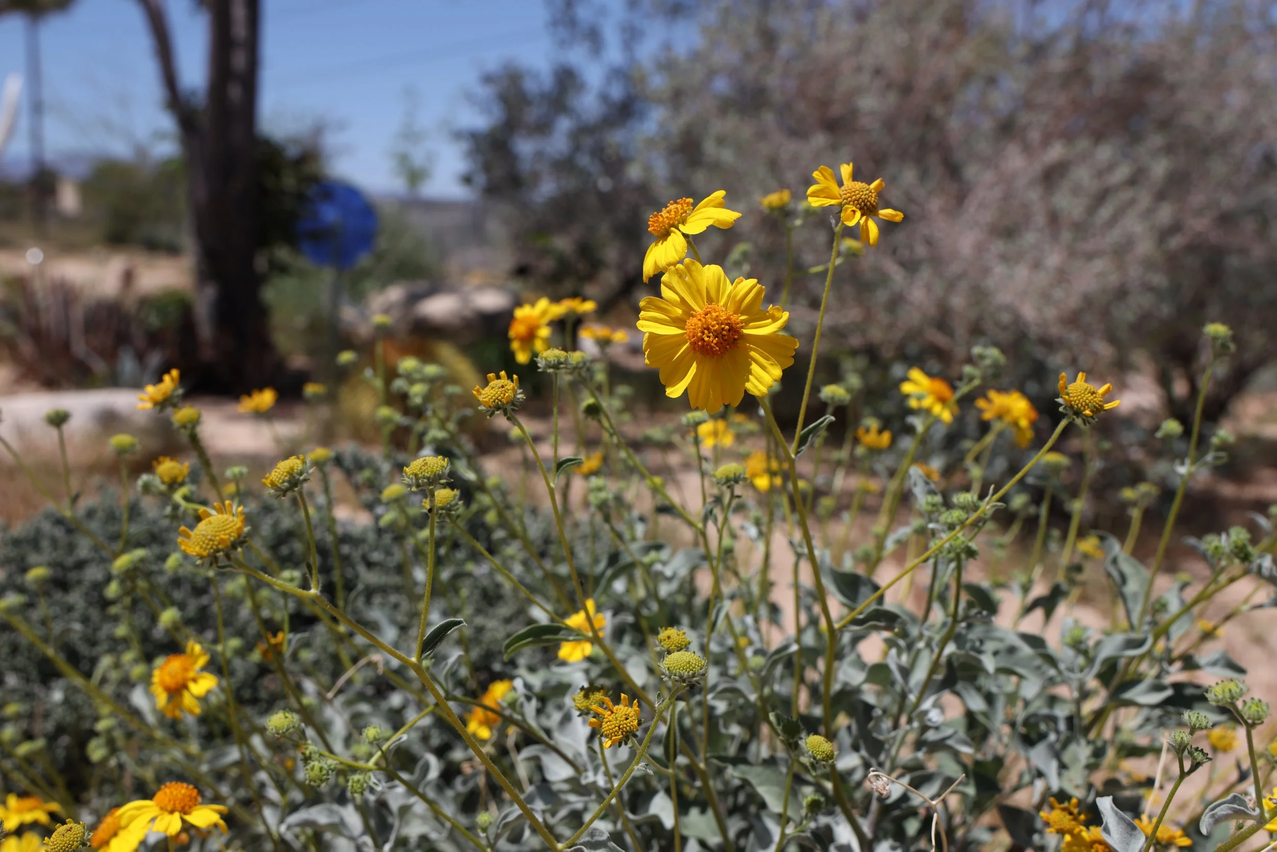 Brittlebush (Encelia farinosa) 
Blooms April-May