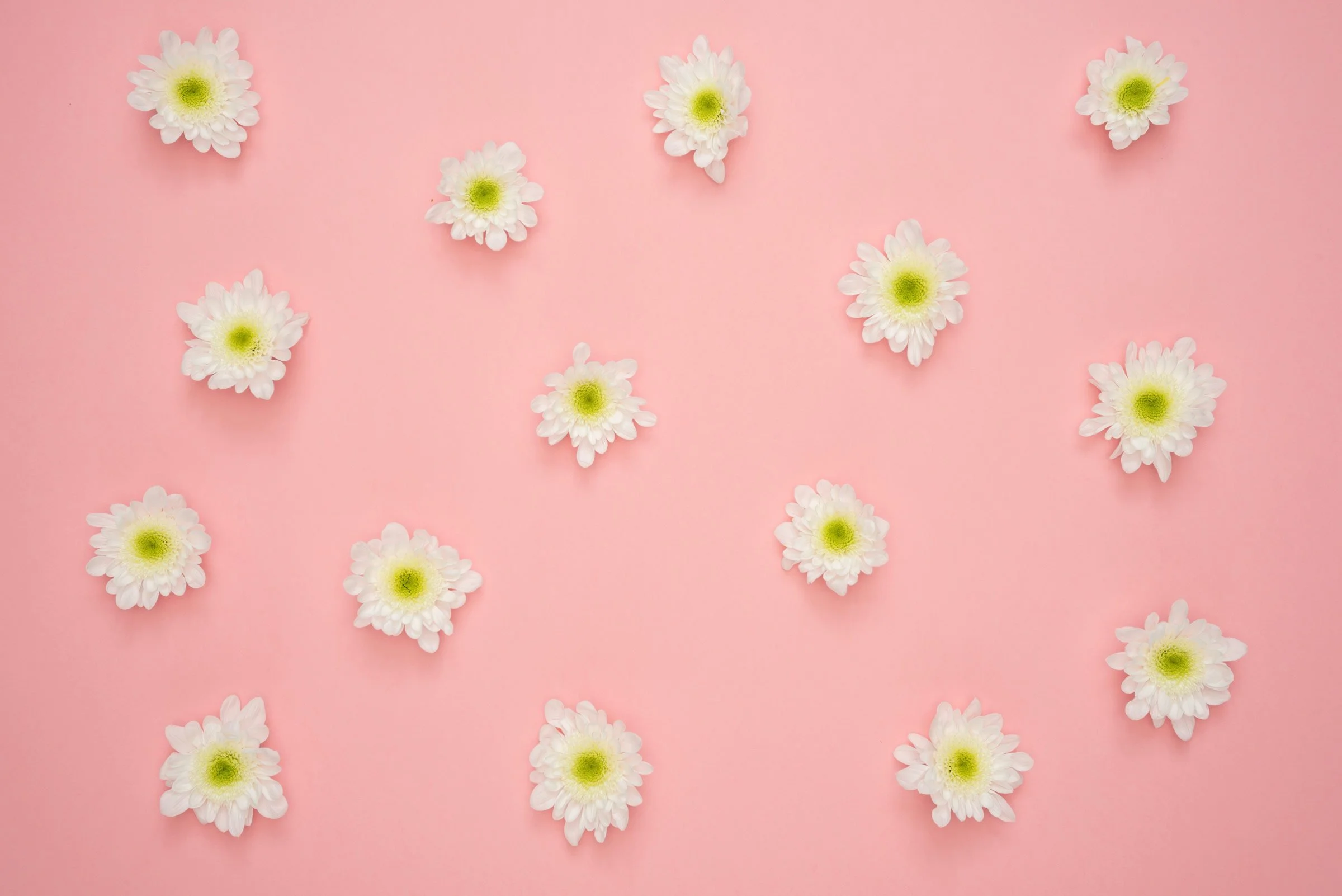 Multiple white daisies with green centers scattered on a pink background.