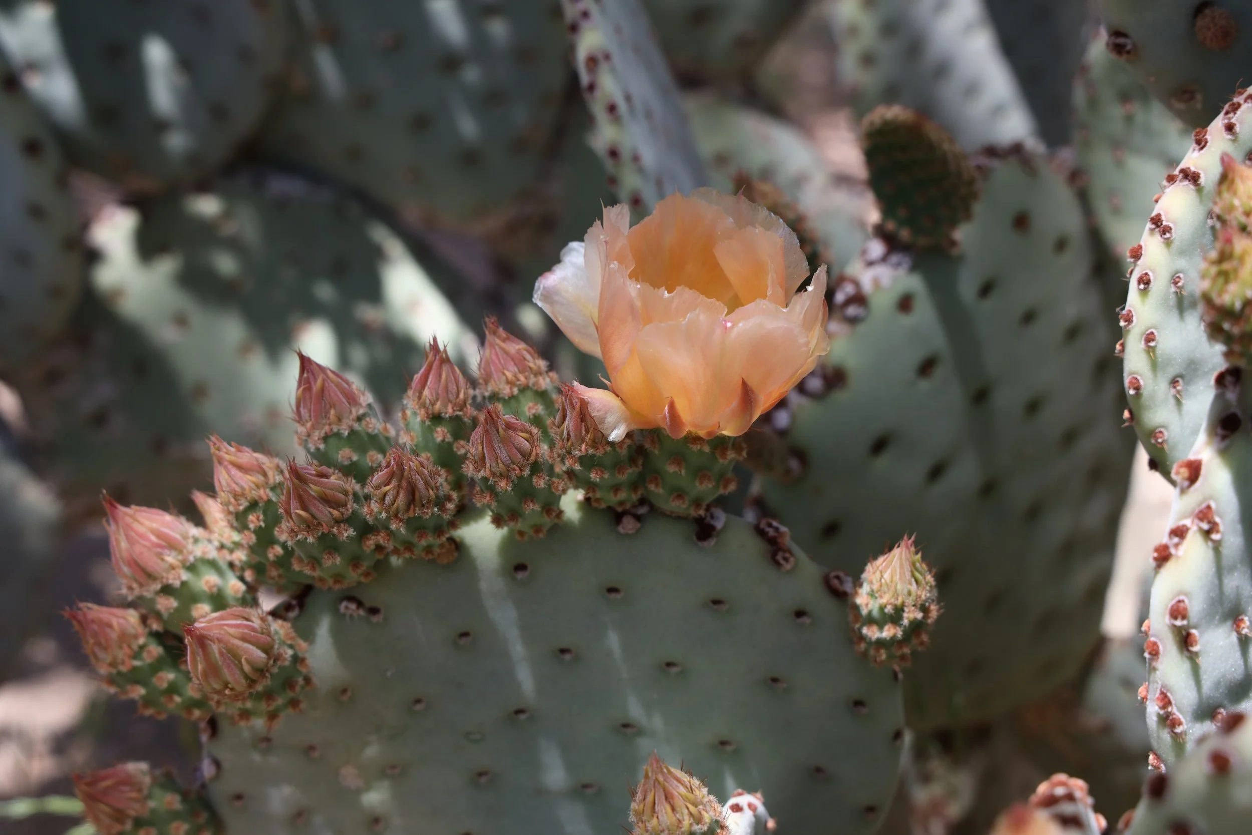 Prickly Pear (possibly Opuntia rufida) 
Blooms April-May