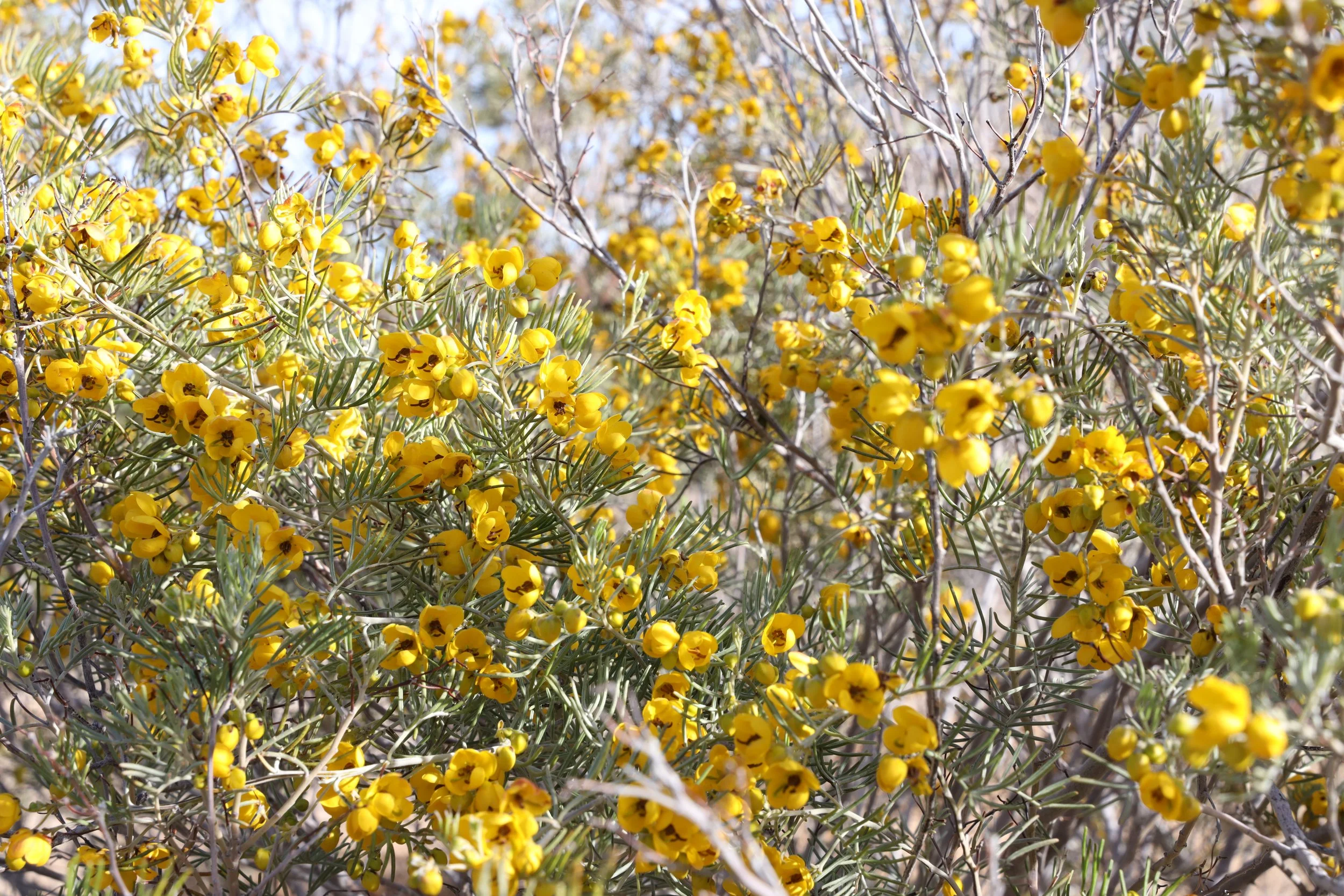 Feathery Cassia (Cassia artemisioides) 
Blooms spring