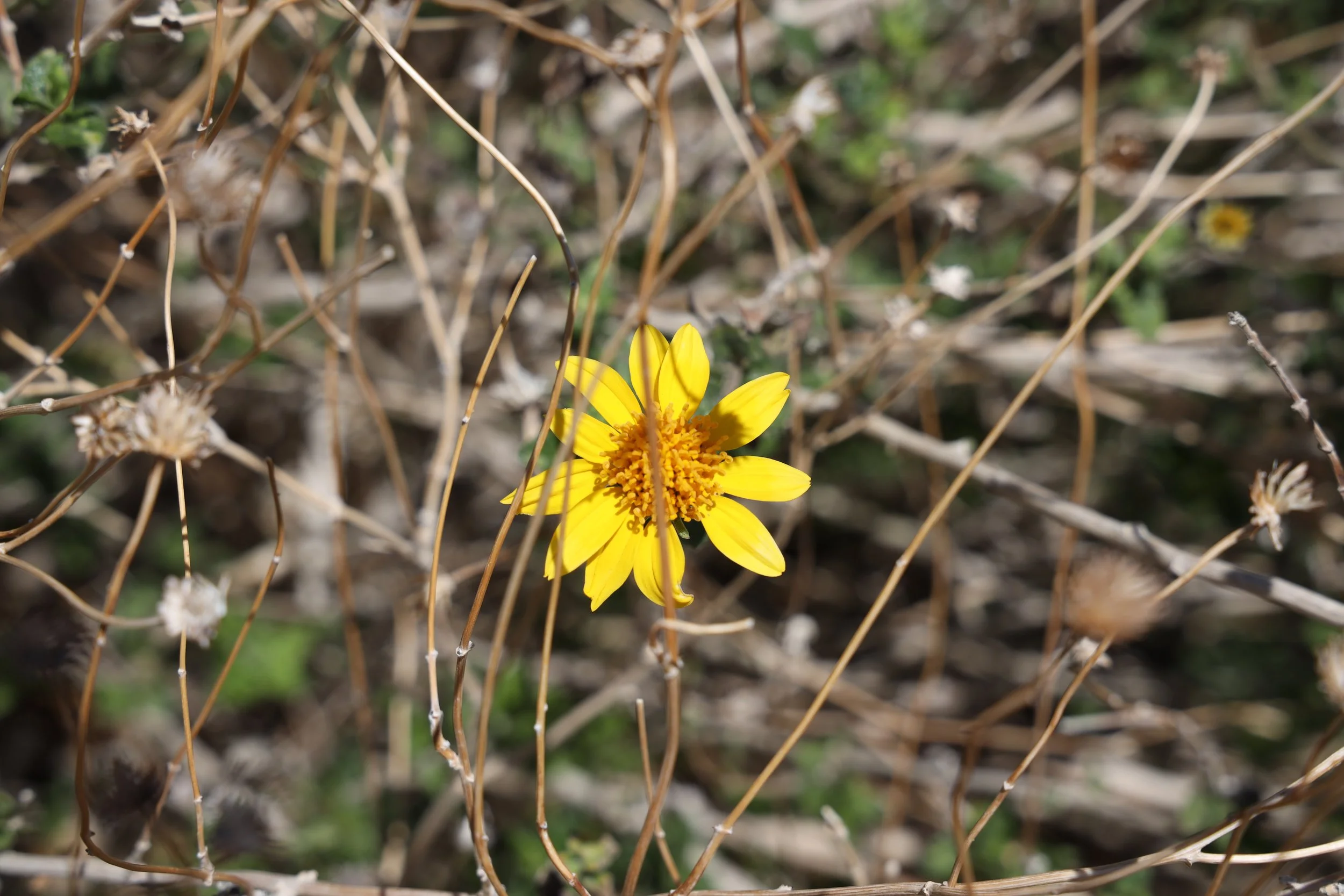 Cat's Tongue (Bahiopsis parishii) 
Blooms March-May