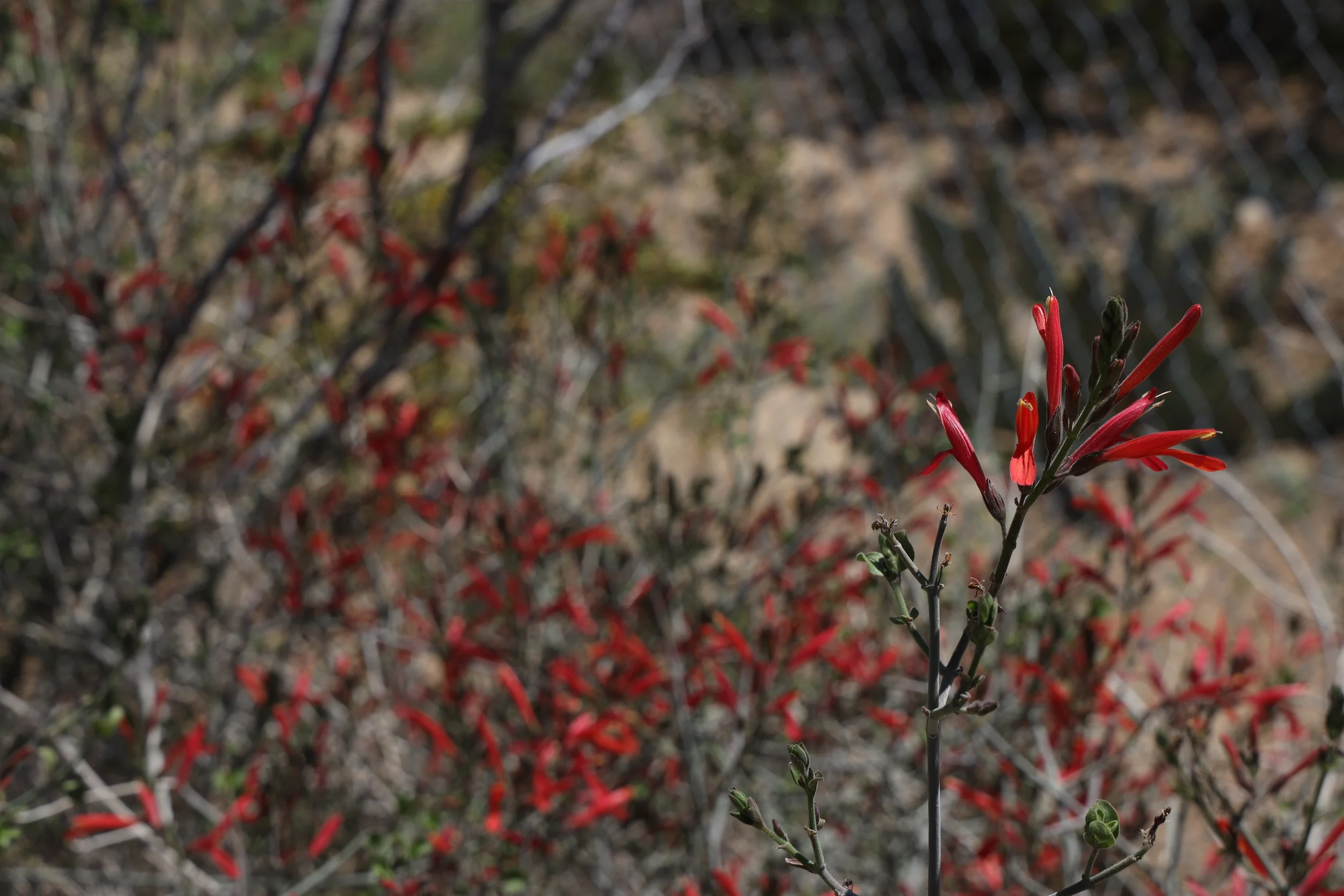Chuparosa (Justicia californica) 
Blooms almost year-round