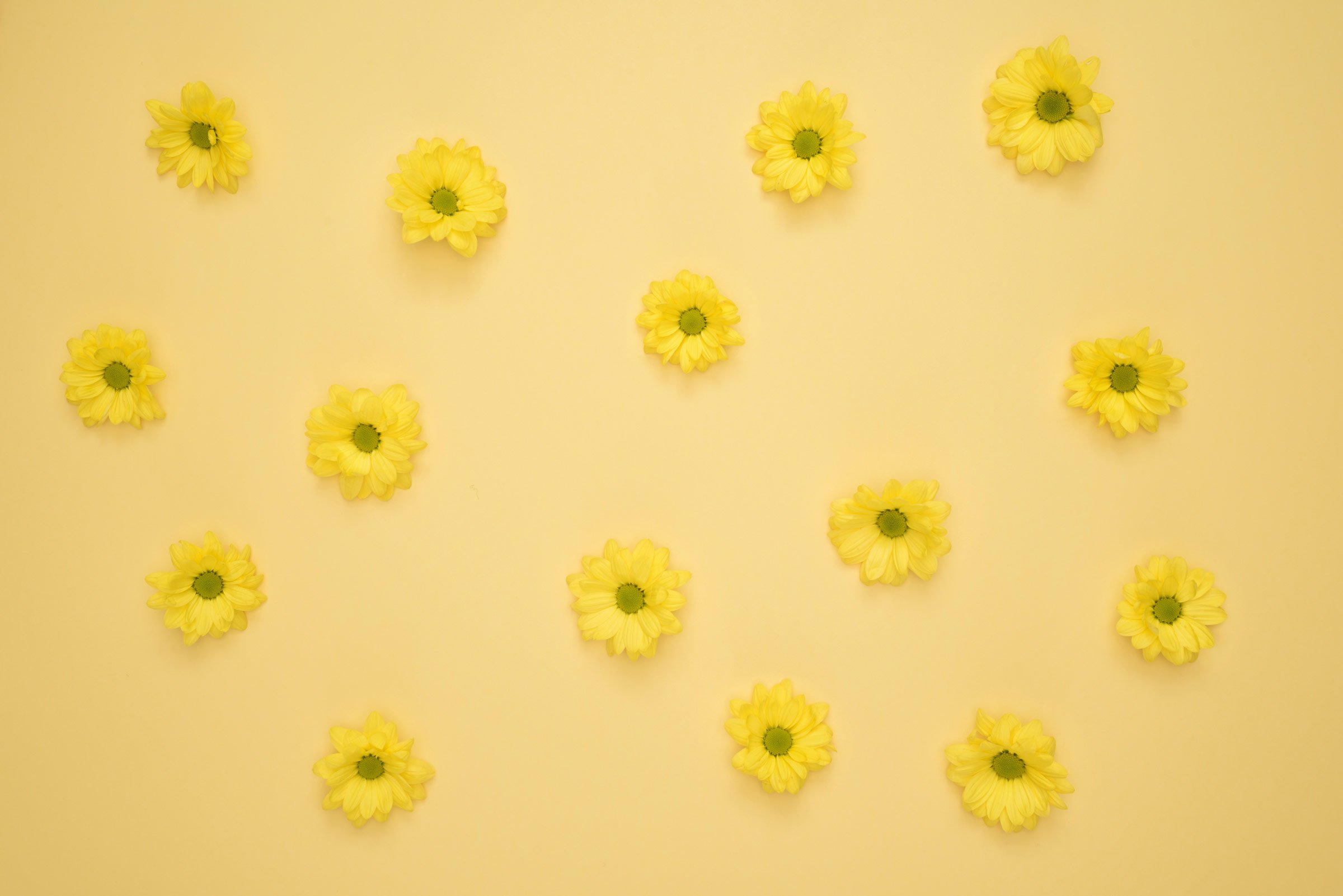 Yellow flowers arranged on a yellow background.