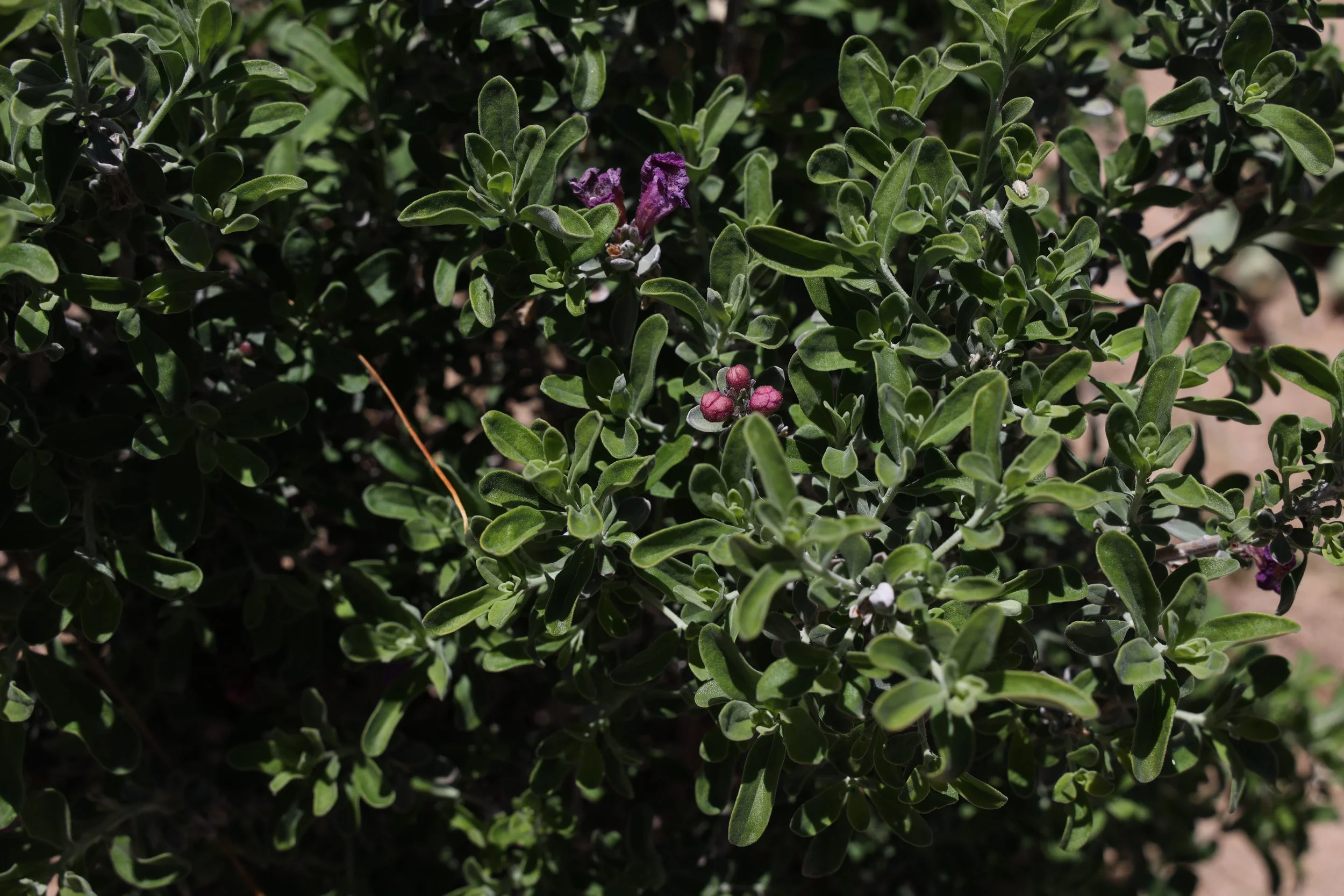 Green Cloud Sage (Leucophyllum frutescens) 
Blooms spring and after rain