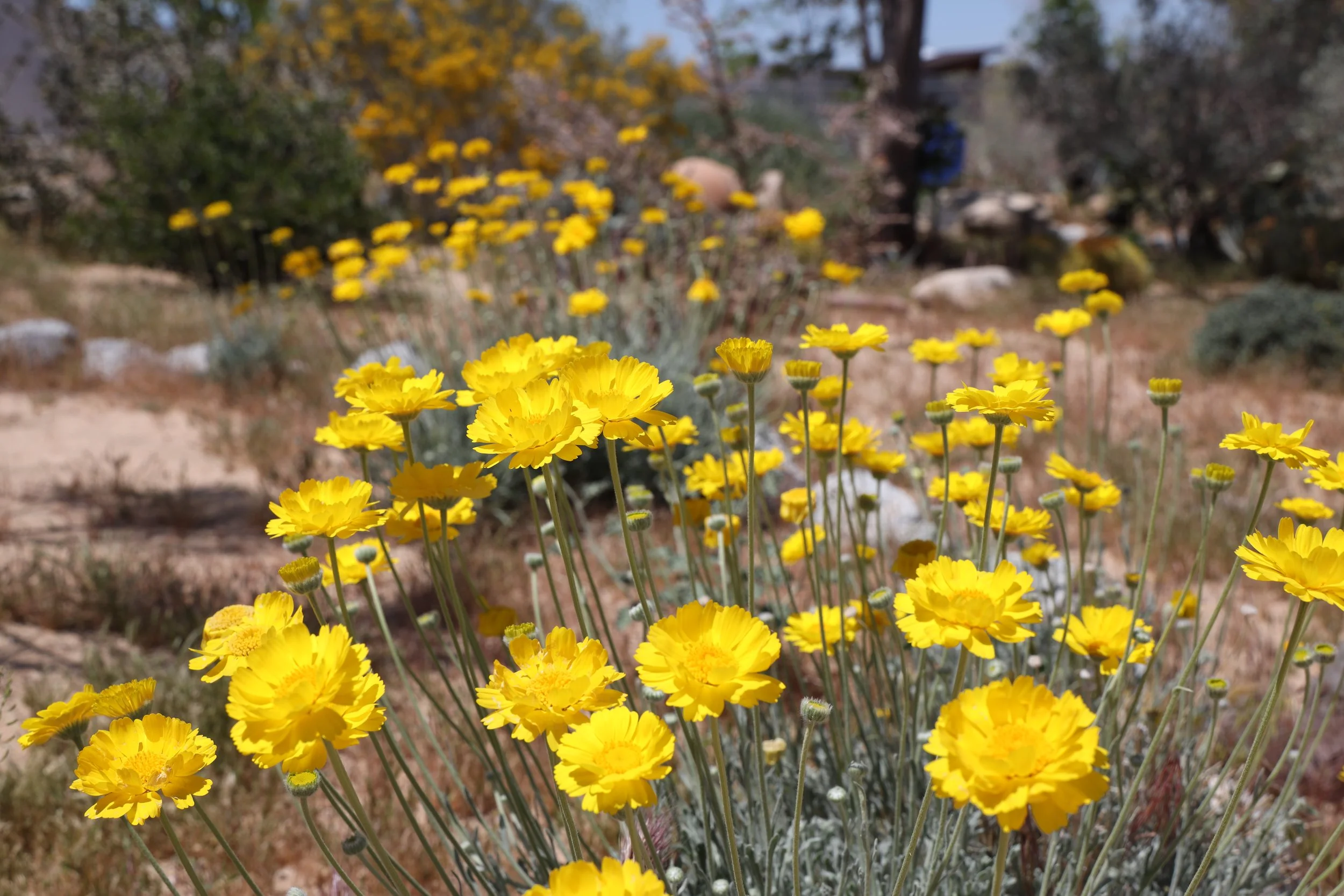 Desert Marigold (Baileya multiradiata) 
Blooms April-June