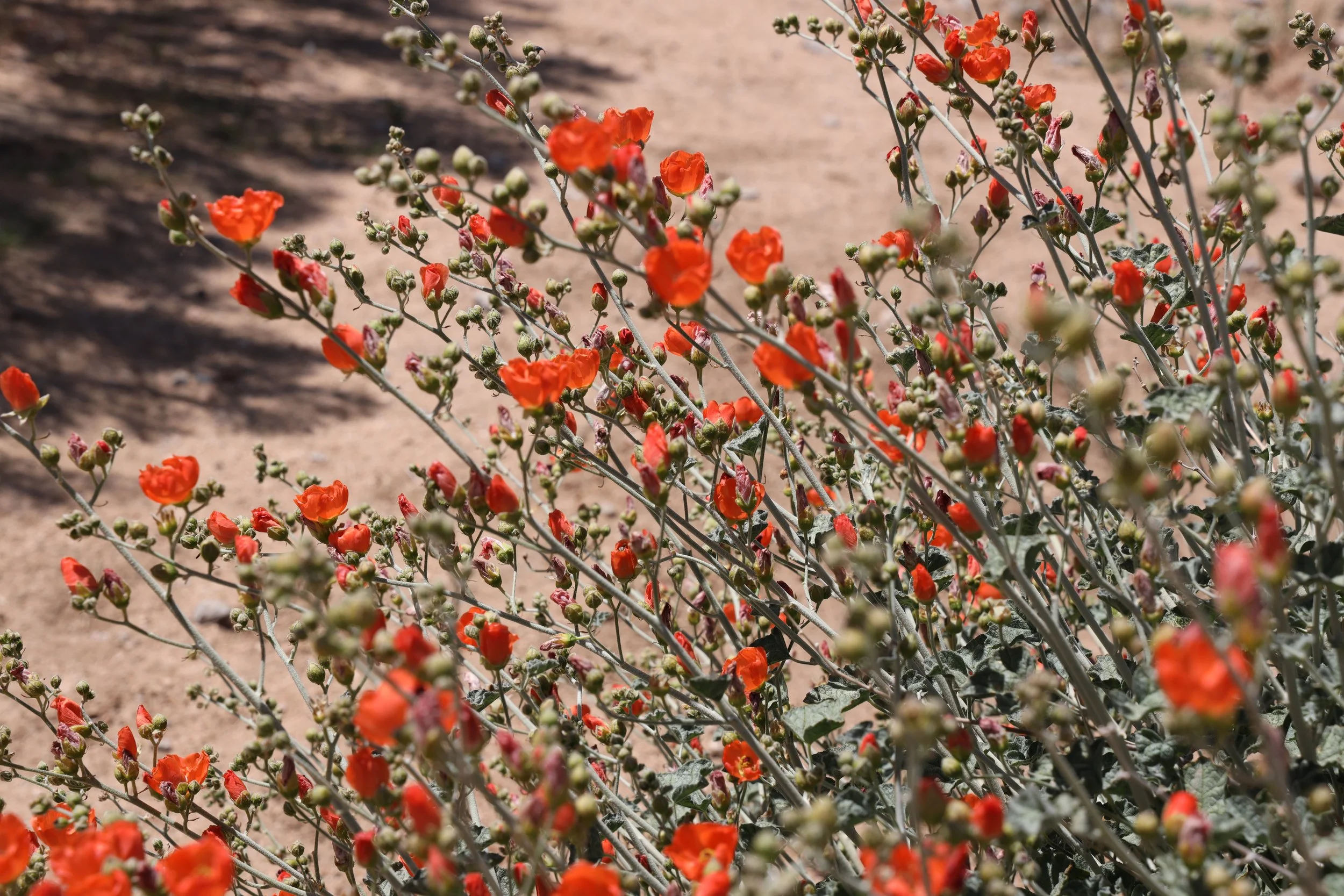Desert Globemallow (Sphaeralcea ambigua) 
Blooms April-May