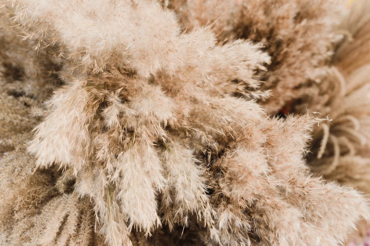 Close up of the seed plumes of pampas gras