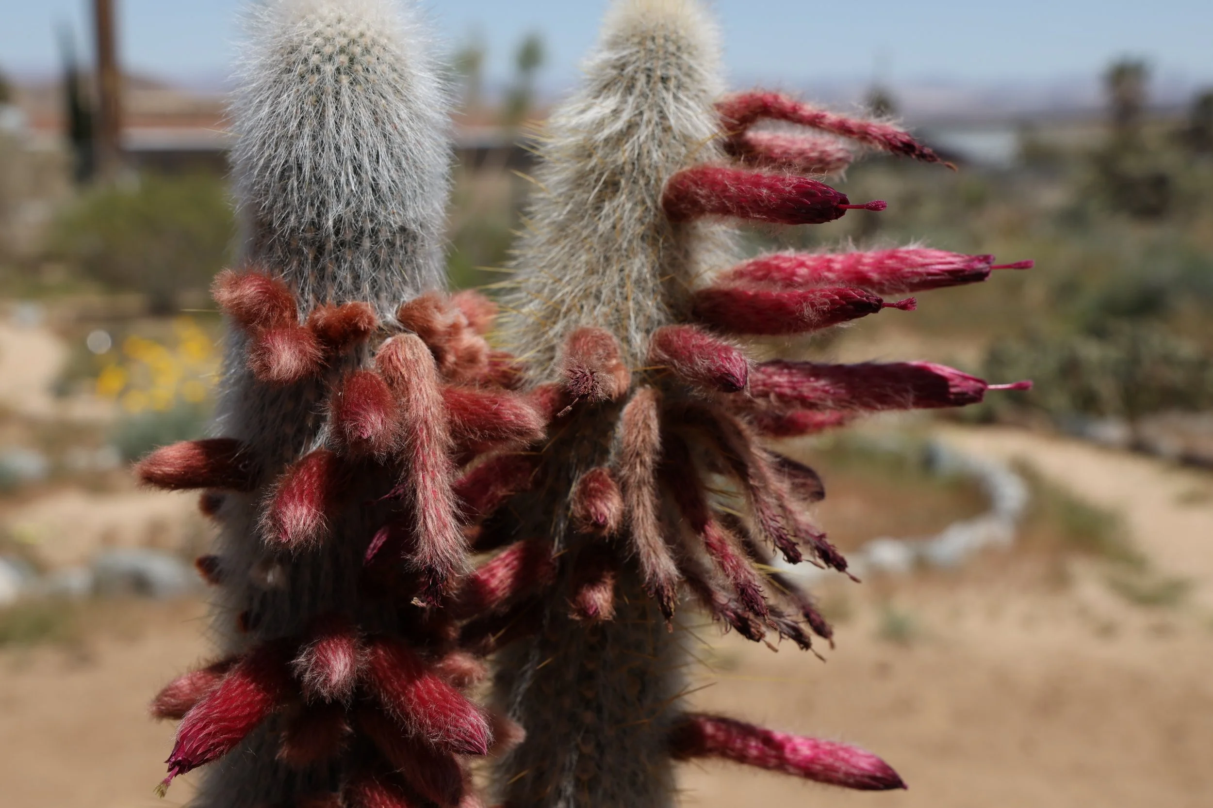 Silver Torch (Cleistocactus strausii) 
Blooms winter-summer