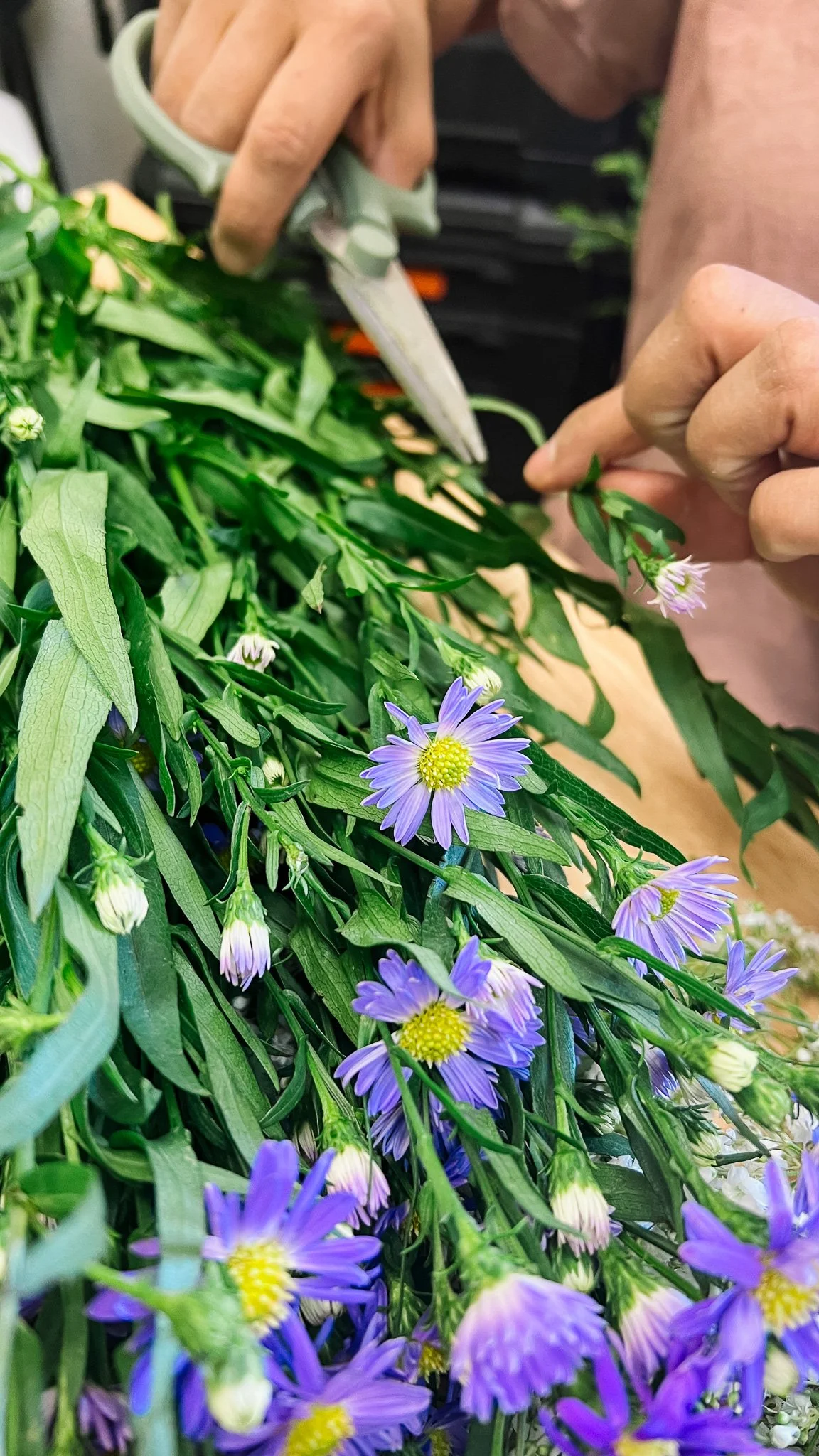 A hand holding flower snips ready to cut a stem of aster which is held by the other hand. A bunch of purple aster sits on the table.