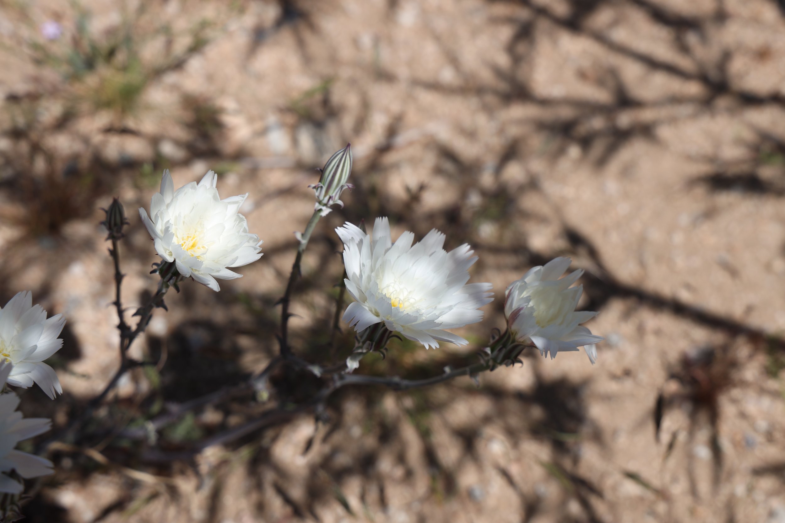 Desert Chicory (Rafinesquia neomexicana) 
Blooms April-June