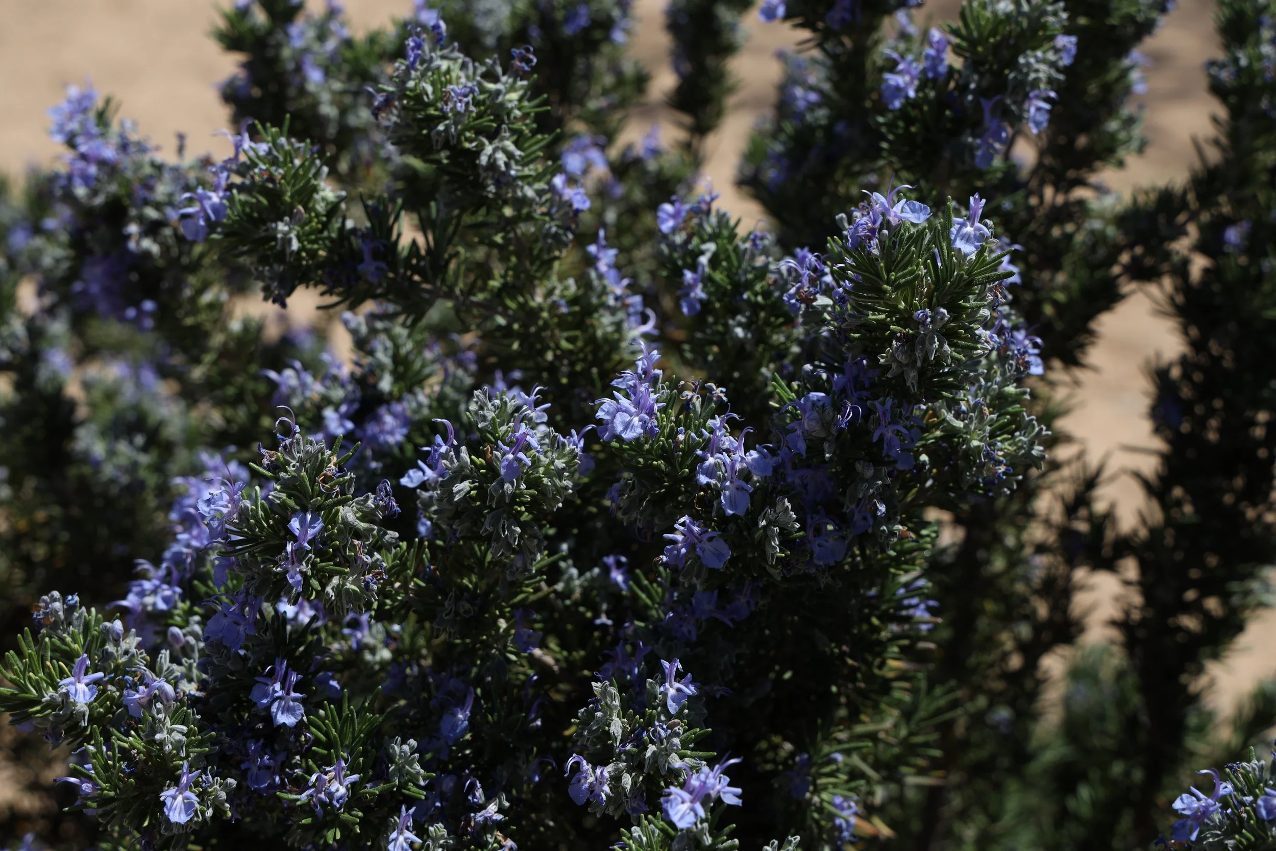 Rosemary (Salvia rosmarinus) 
Blooms March-April