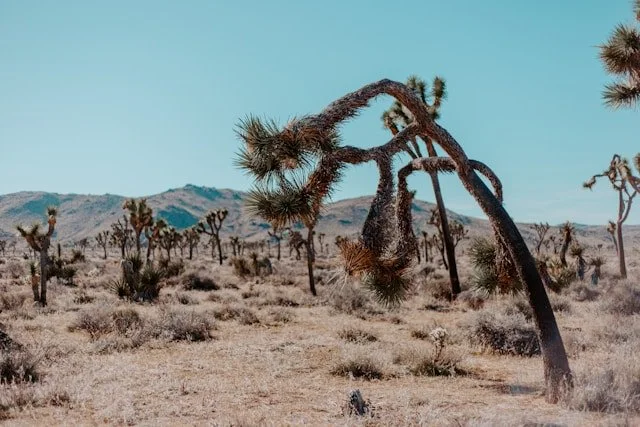 A Joshua tree leans at an angle in a desert landscape