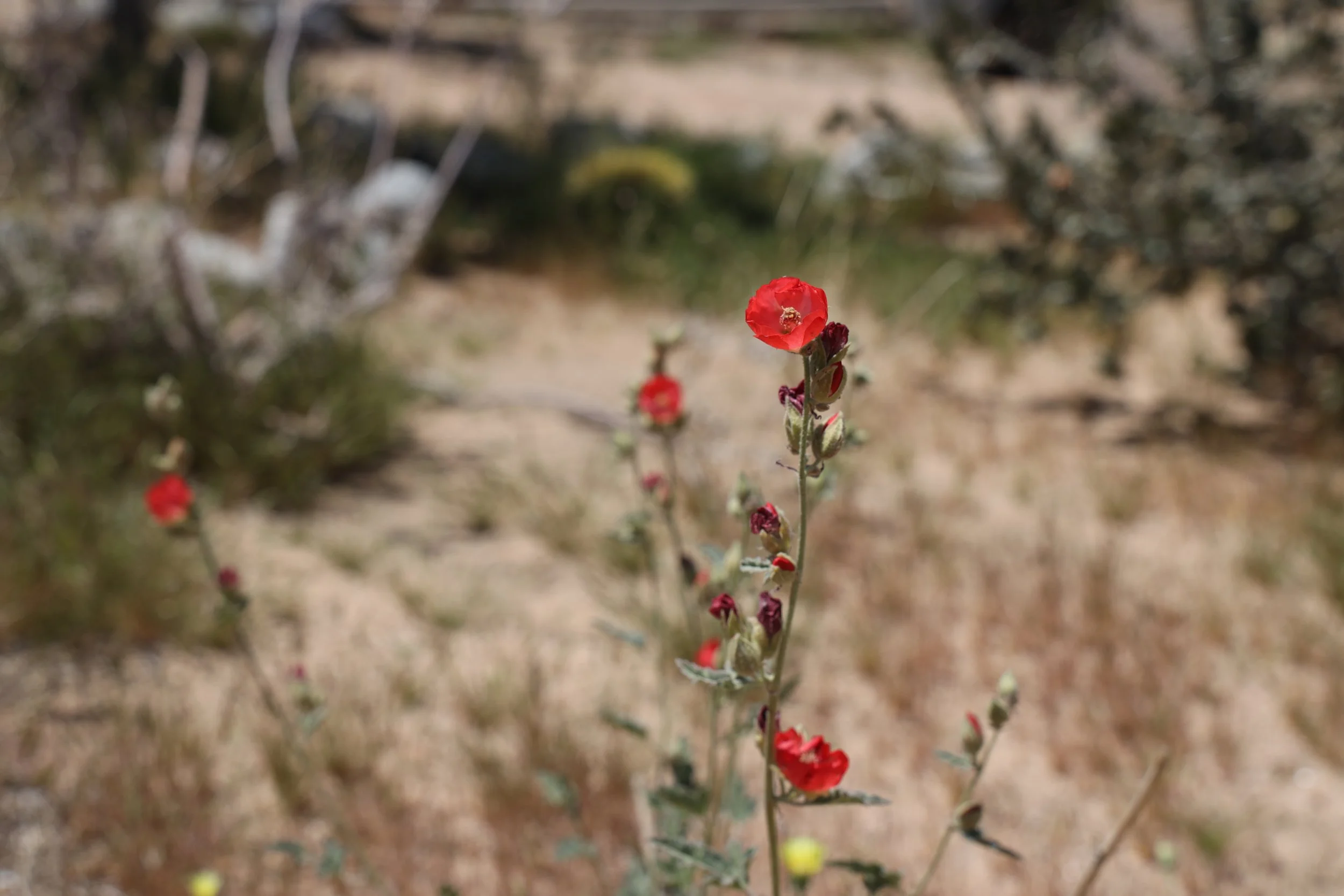 Globemallow - Bright Red (Sphaeralcea ambigua) 
Blooms April-May