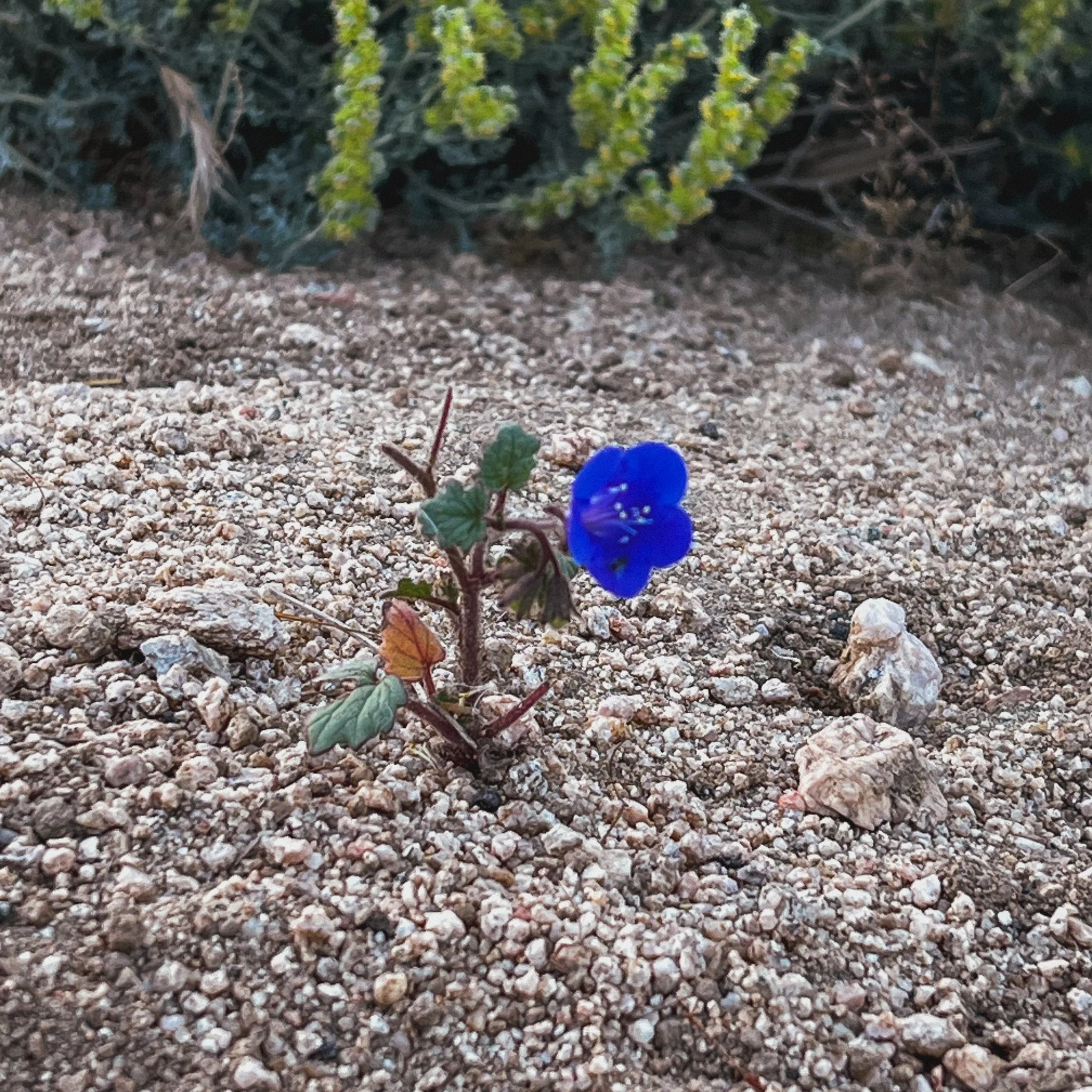 Desert Canterbury Bells (Phacelia campanularia) 
Blooms May
