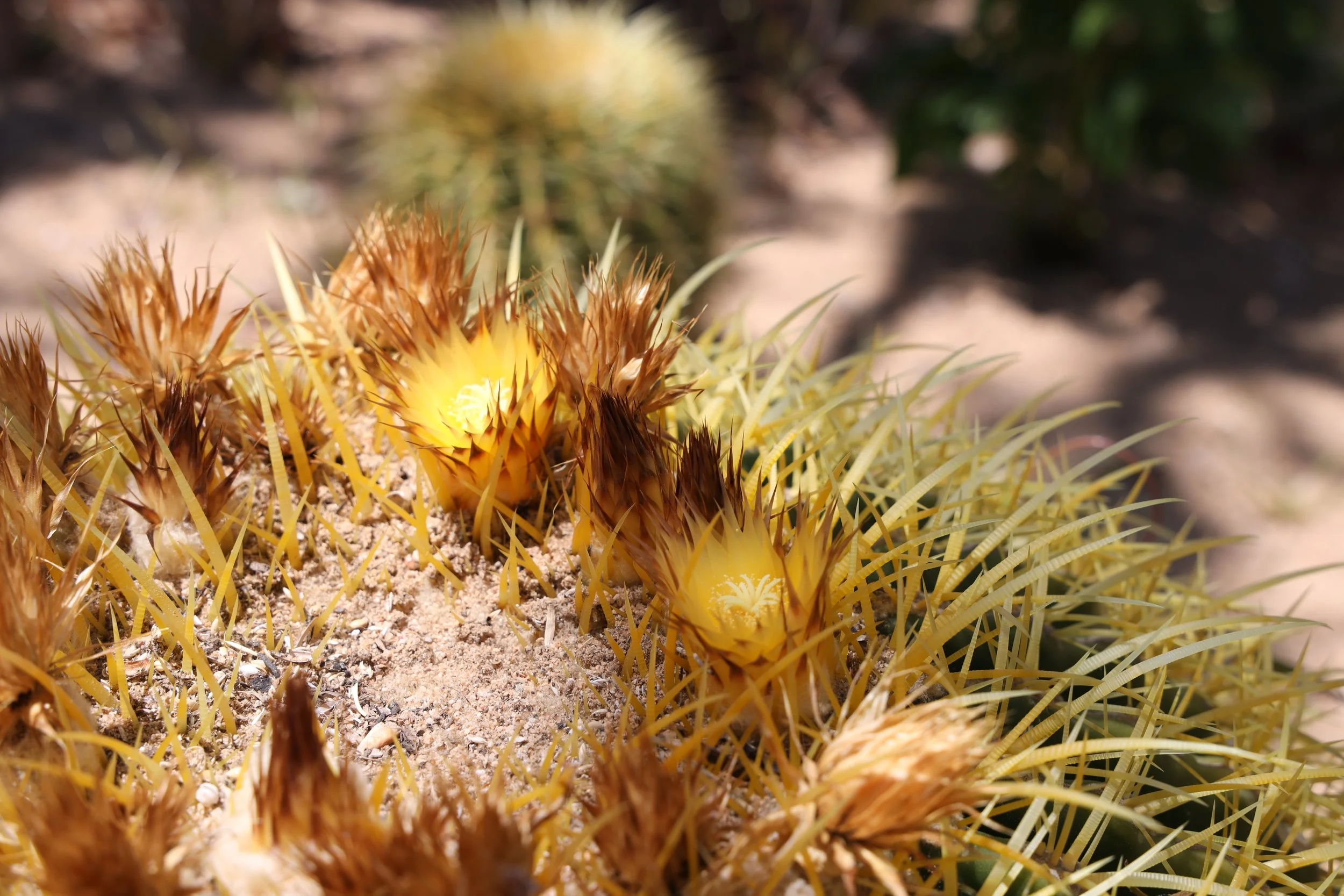 Golden Barrel Cactus (Echinocactus grusonii) 
Blooms Spring