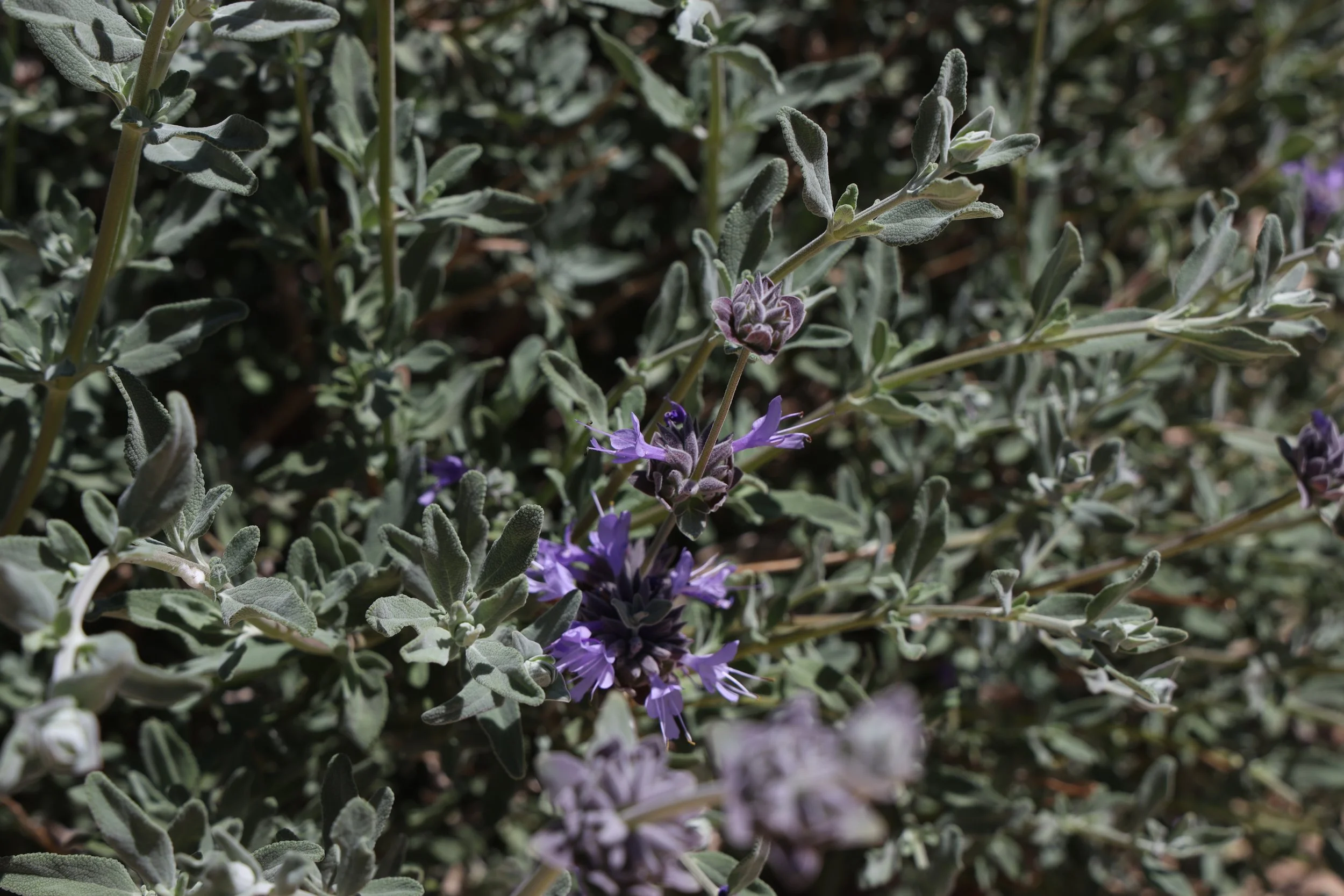 Cleveland Sage (Salvia clevelandii) 
Blooms May-June
