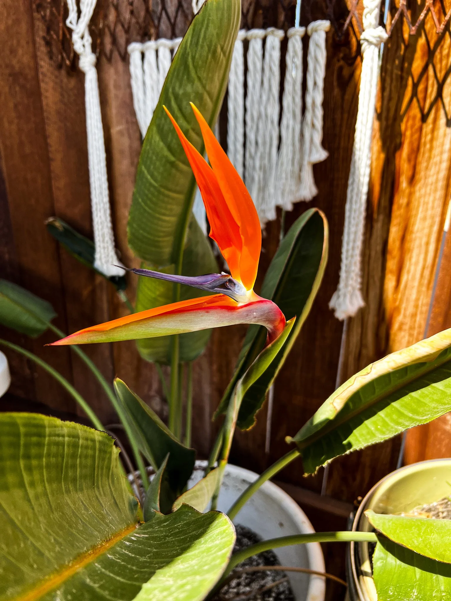Bird of Paradise (Strelitzia reginae) 
Blooms May (rare bloomer)