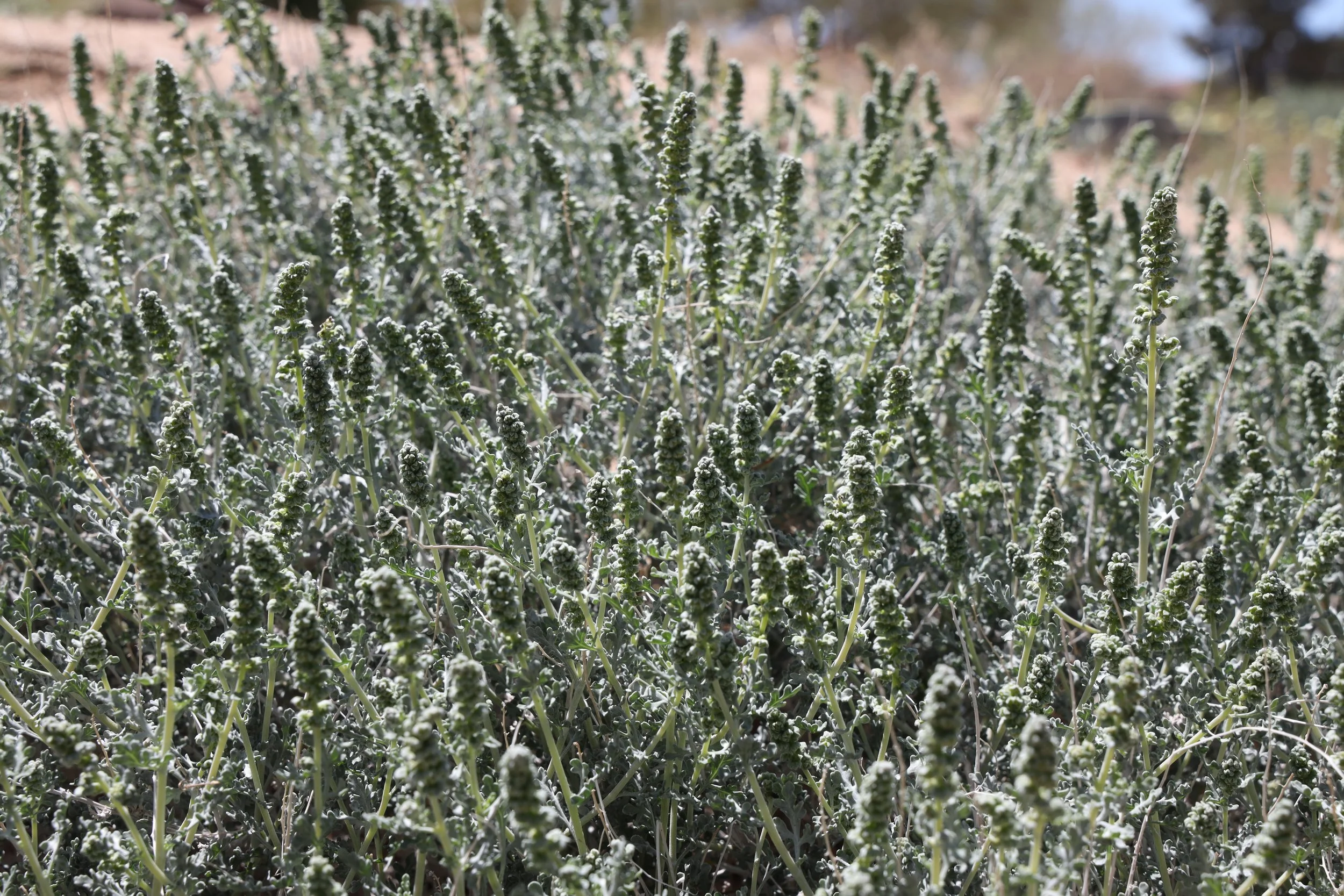 White Bursage (Ambrosia dumosa) 
Blooms May-June