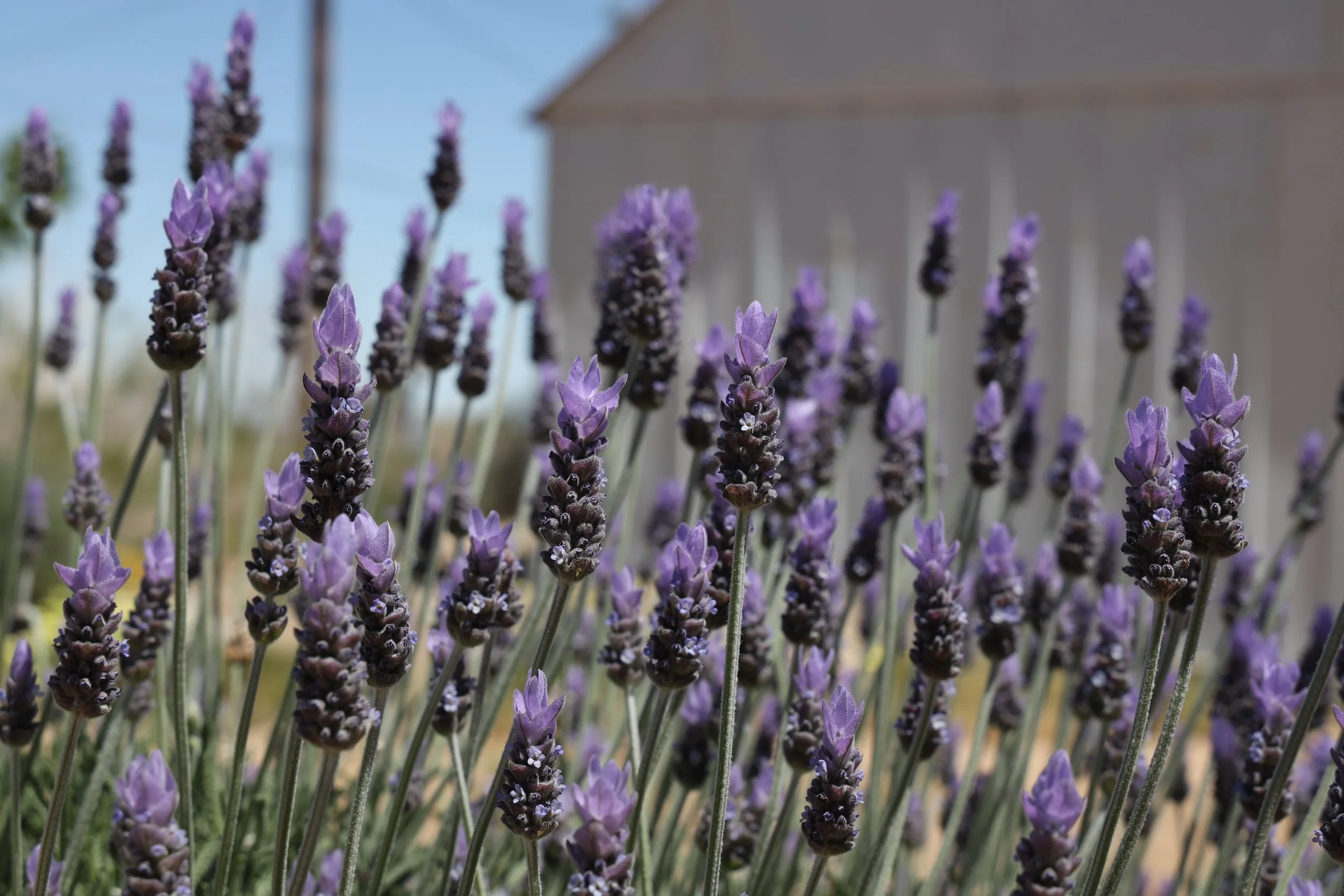 French Lavender (Lavandula 'dentata') 
Blooms March-June
