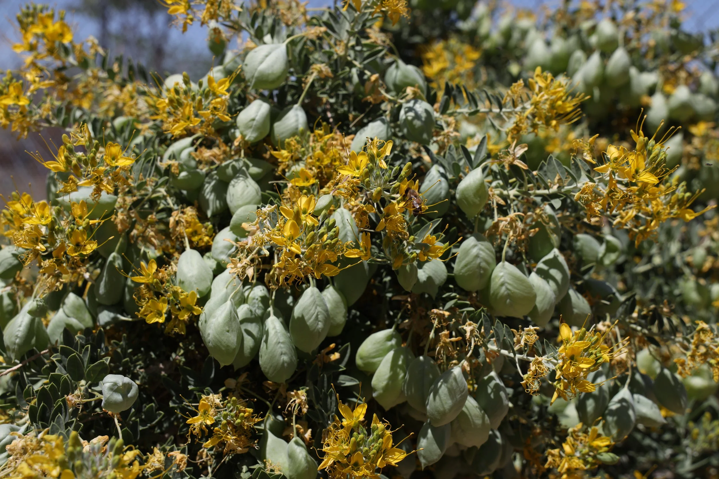 Bladderpod (Peritoma arborea) 
Blooms March-May