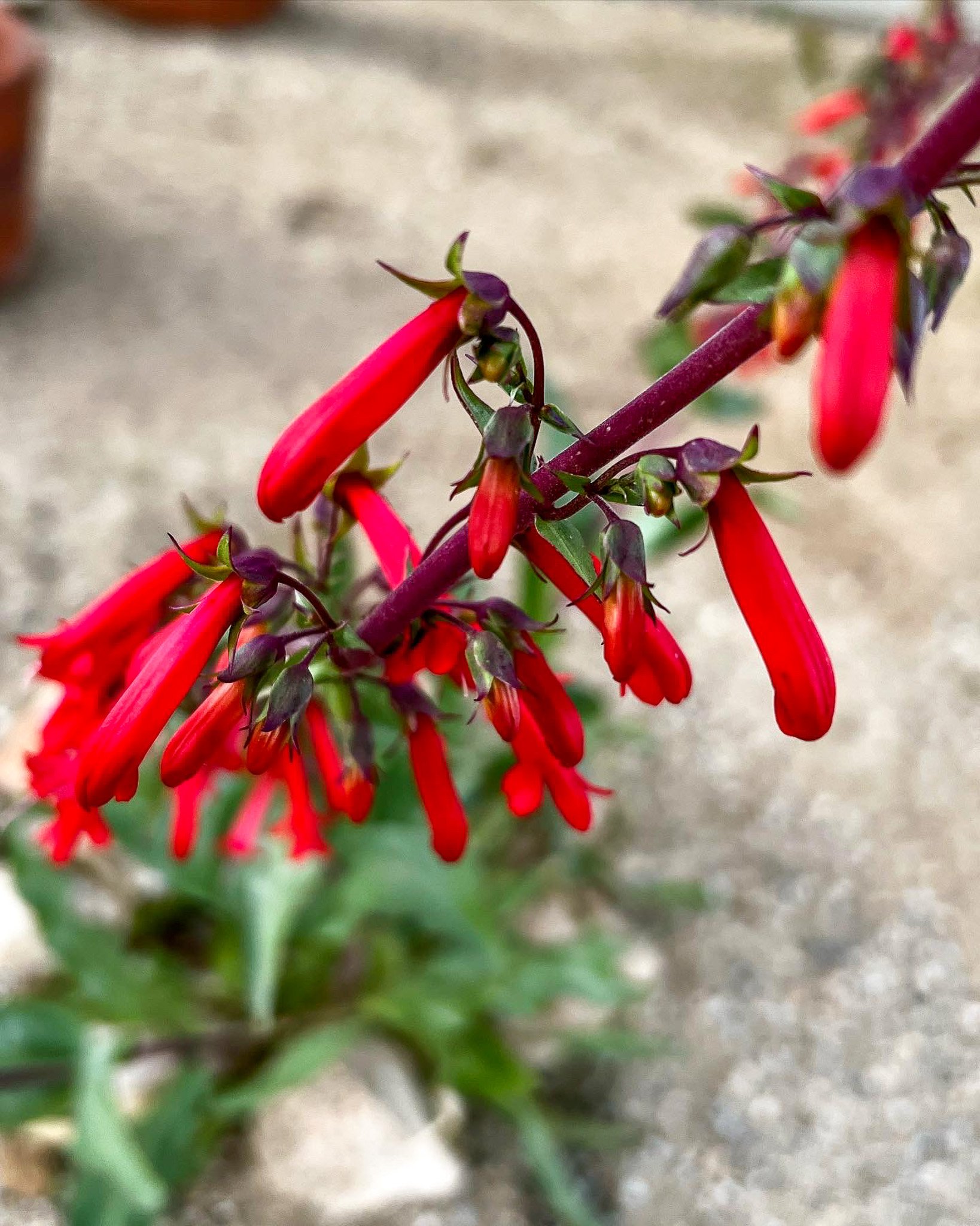 Firecracker Beardtongue (Penstemon eatonii) 
Blooms spring
