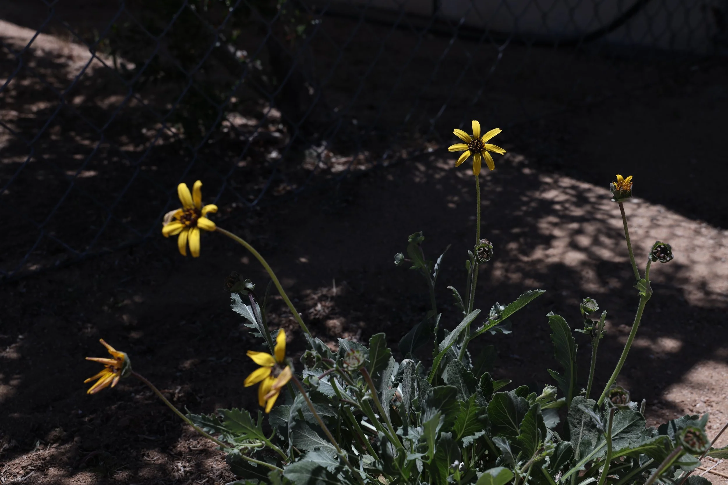 Chocolate Flower (Berlandiera lyrata) 
Blooms April-May