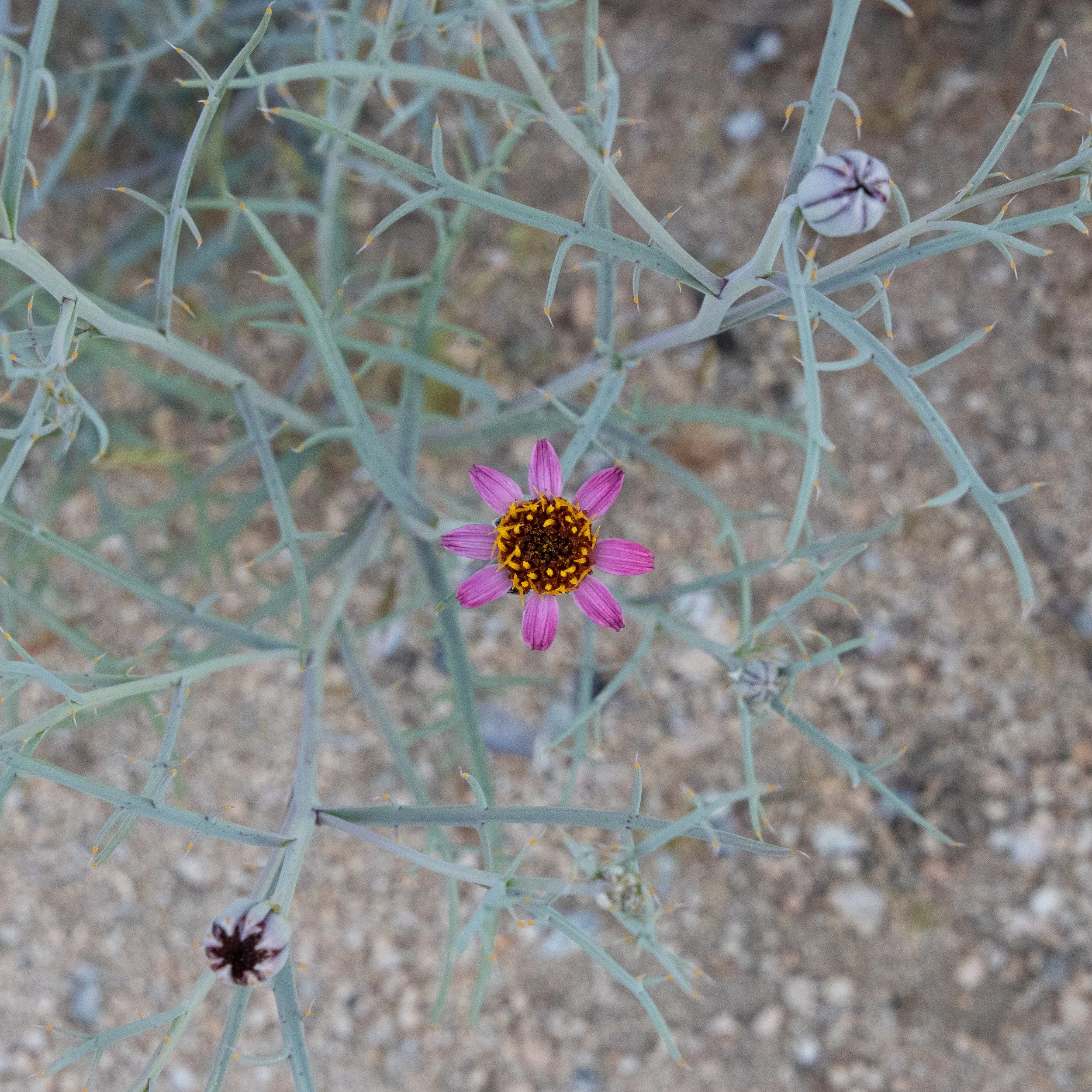 Mojave Hole-in-the-Sand Plant (Nicolletia occidentalis) 
Blooms April-May