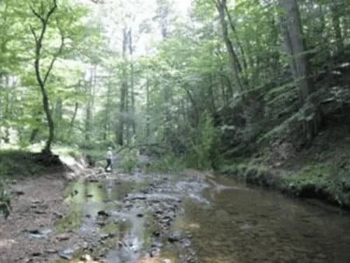 Rare and Beautiful Drinking Water Creeks in the Upcounty Are Worth Fighting to Protect