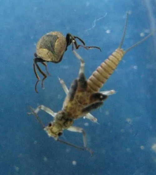 Ten Mile Creek Supports a Diverse Aquatic Community