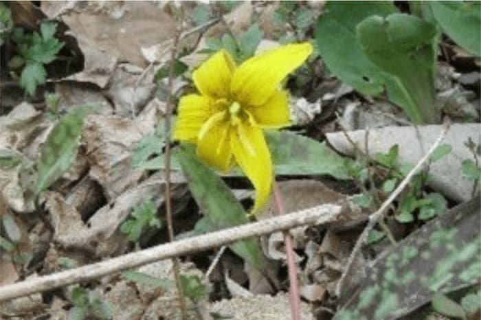 Watershed/Wildflower Walks