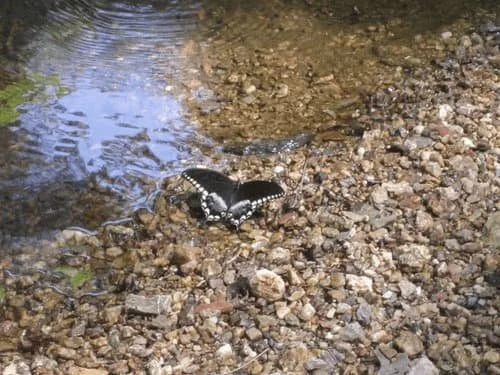 Gravel Streambed with Spicebush Butterfly
