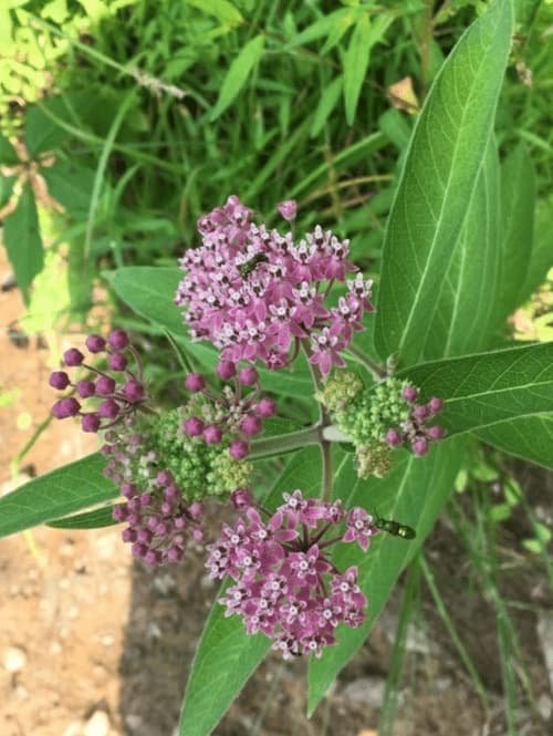 Overview of the Flora of the Ten Mile Creek Watershed