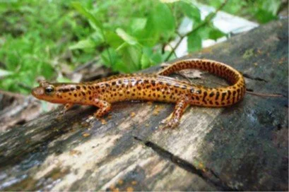 Fish and Amphibians of the Ten Mile Creek Watershed