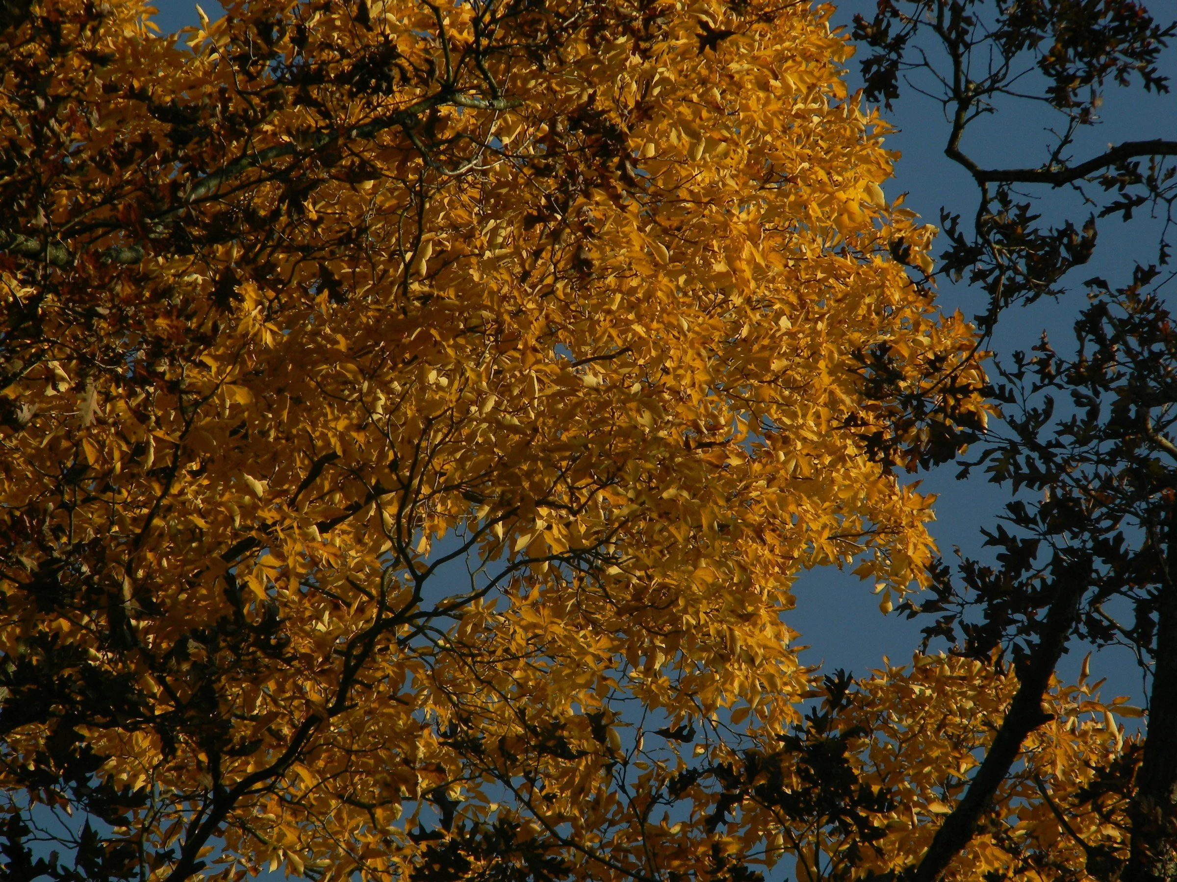 Autumn Forest Walk — Saturday, October 24