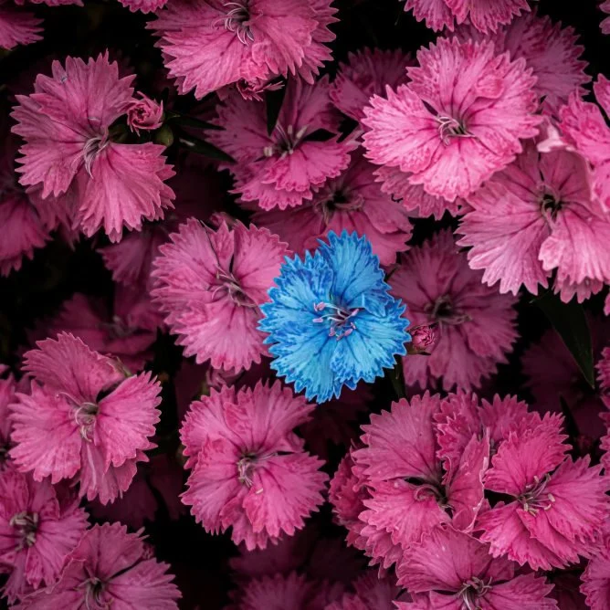 The Pretty Blues