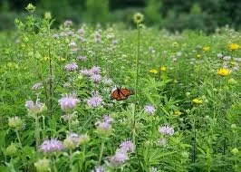 Wildflower and Pollinator Habitat