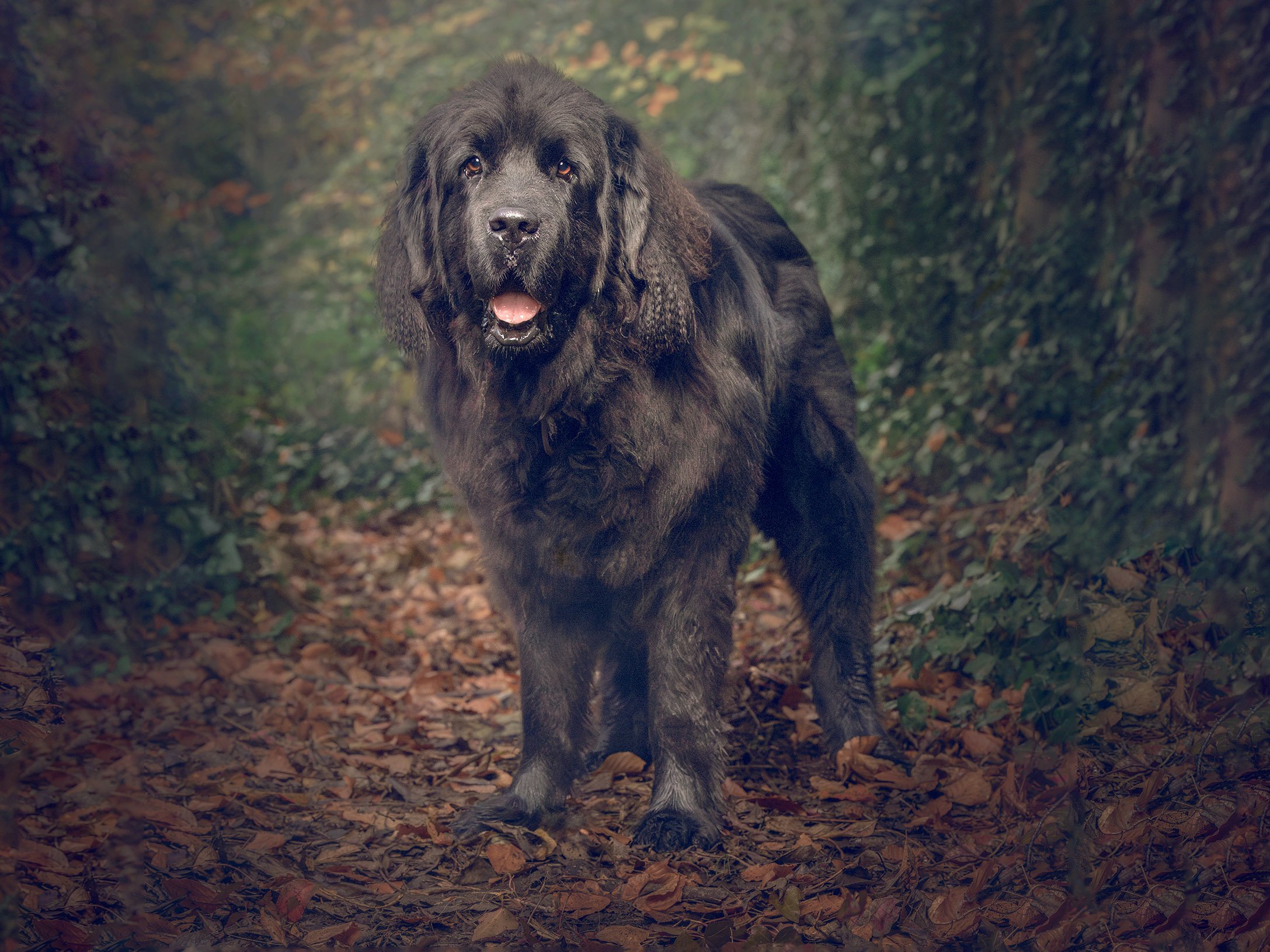 DOG_1072-SS.jpg