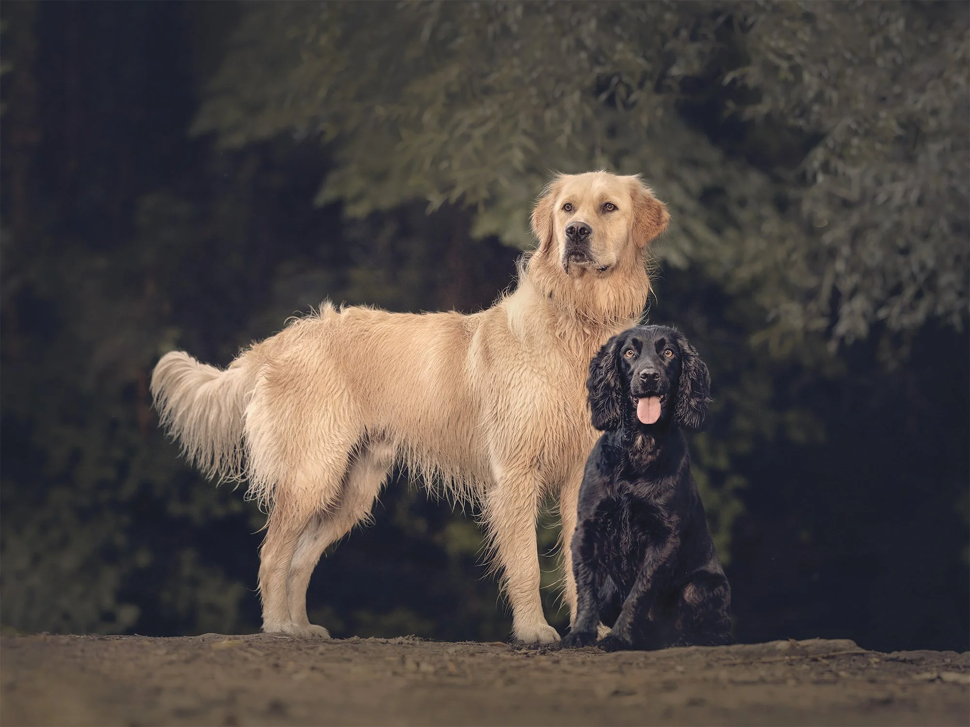 DOG_0387-SS.jpg