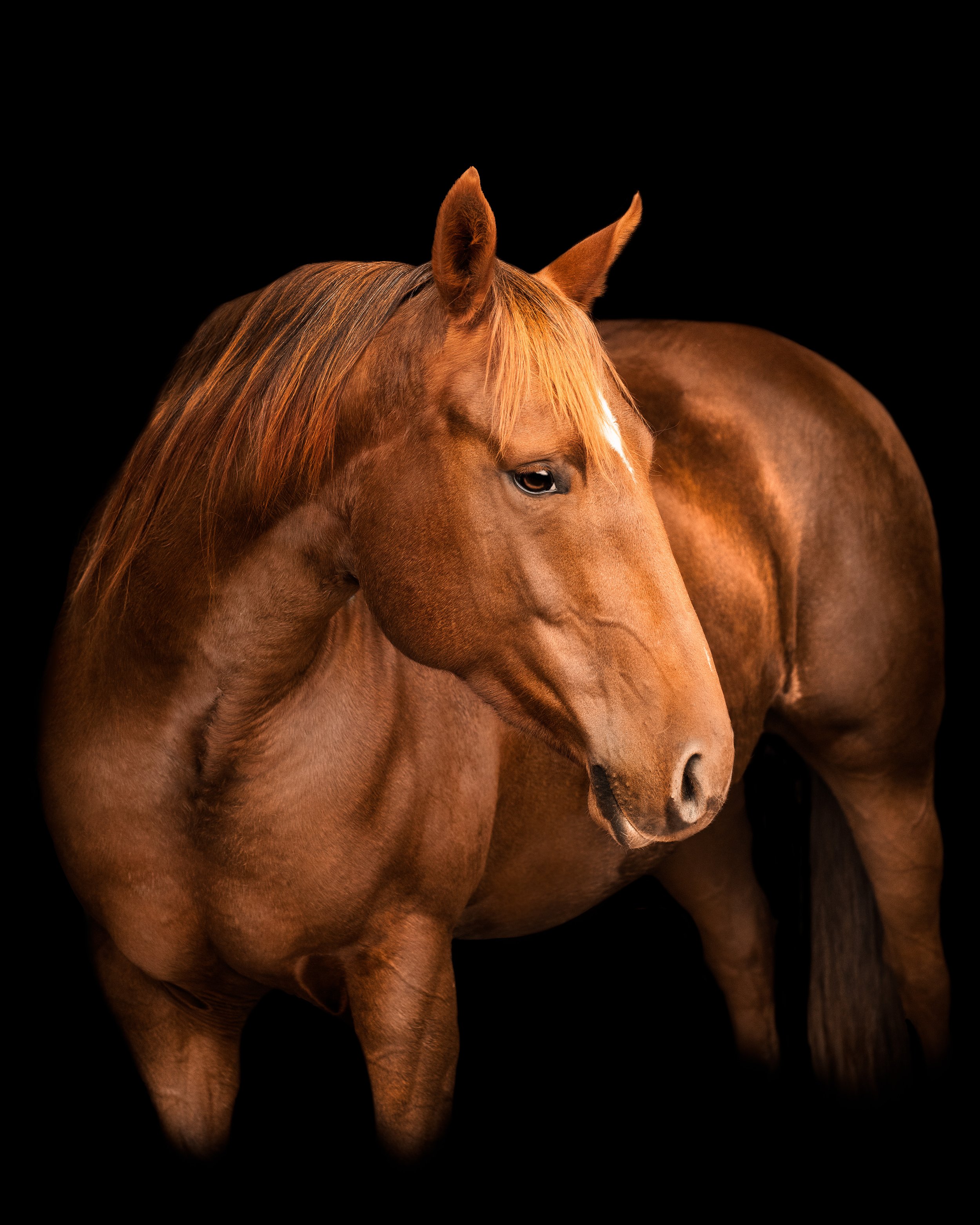 Double J Quarter Horses