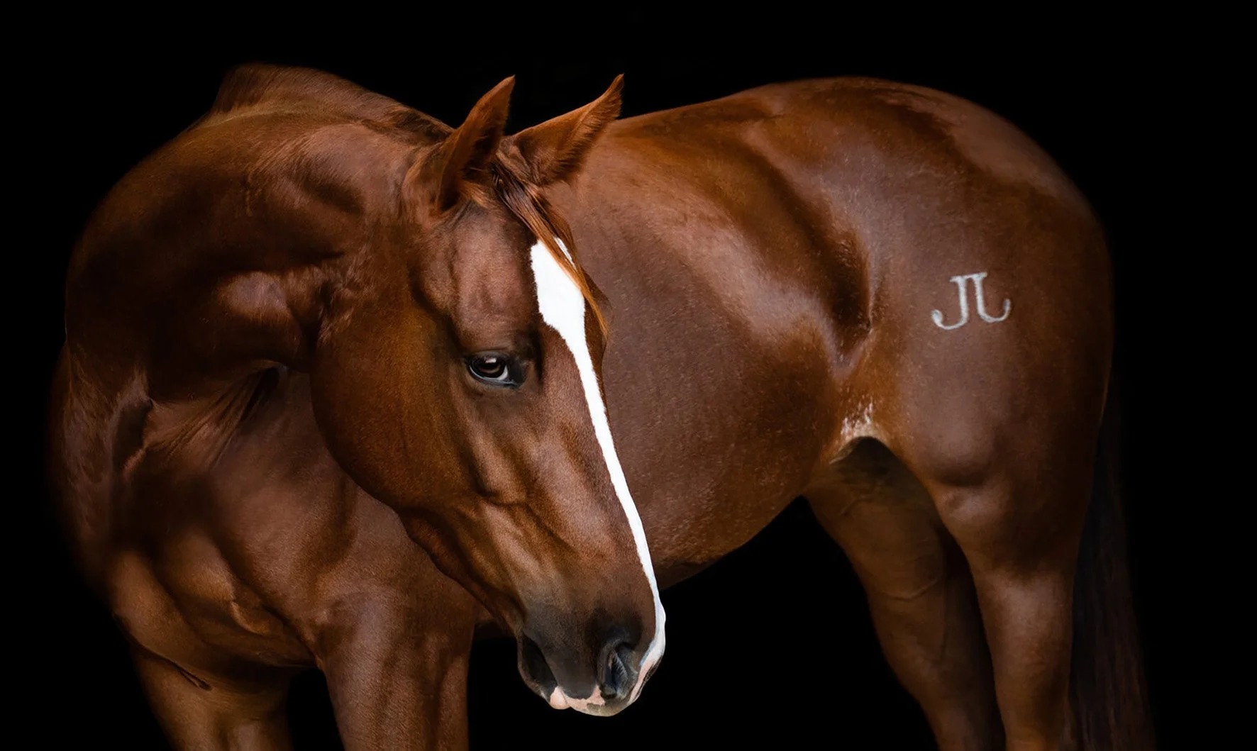 Double J Quarter Horses