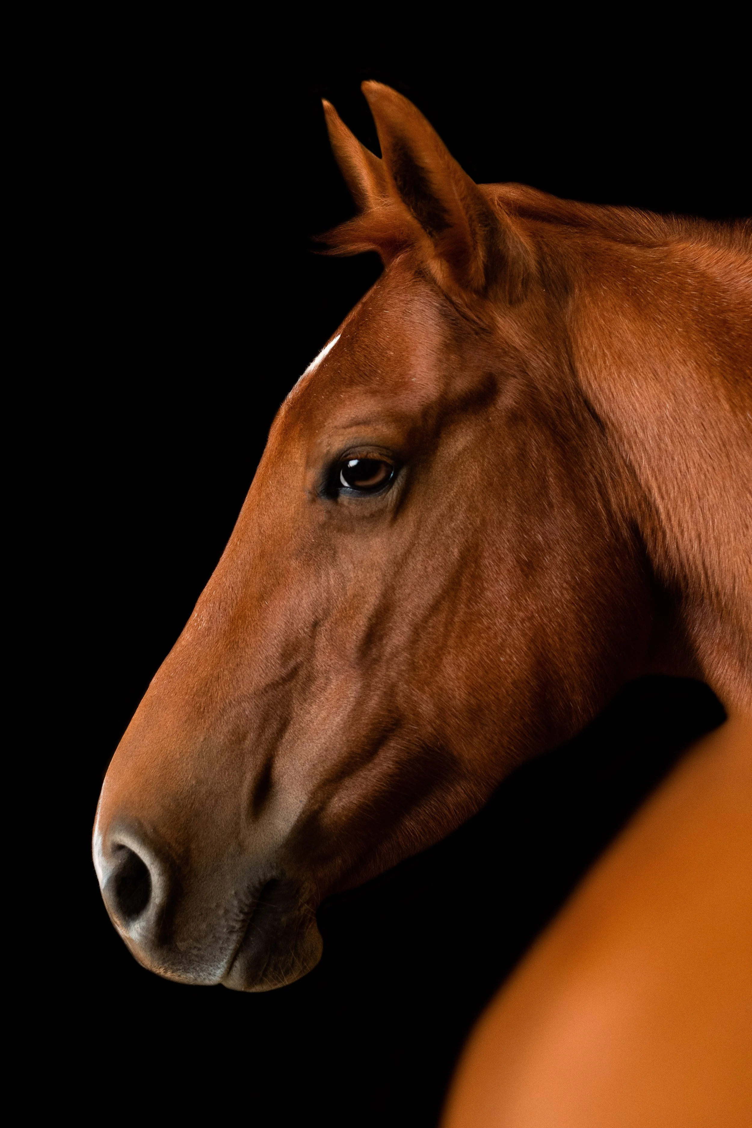 Double J Quarter Horses