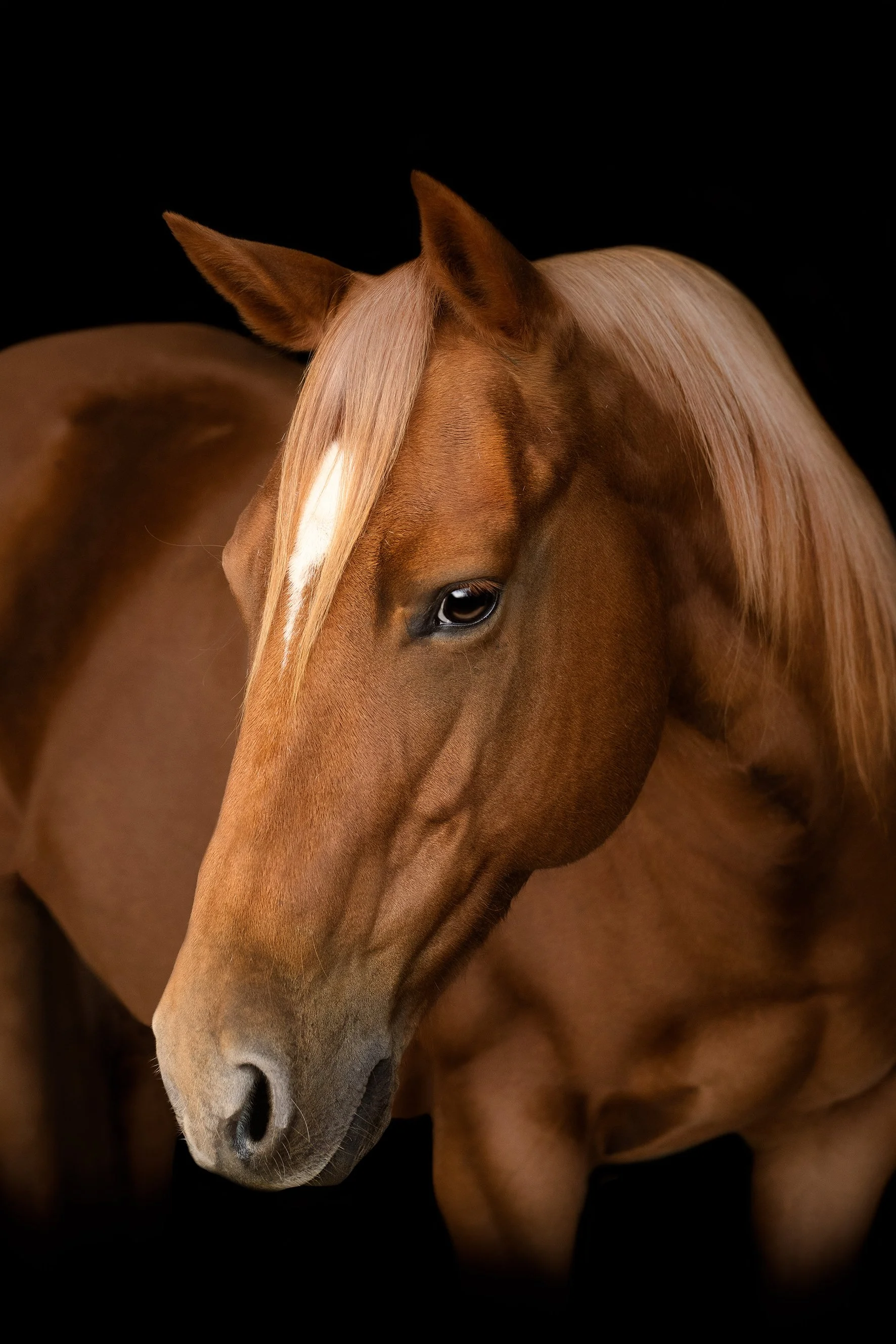 Double J Quarter Horses