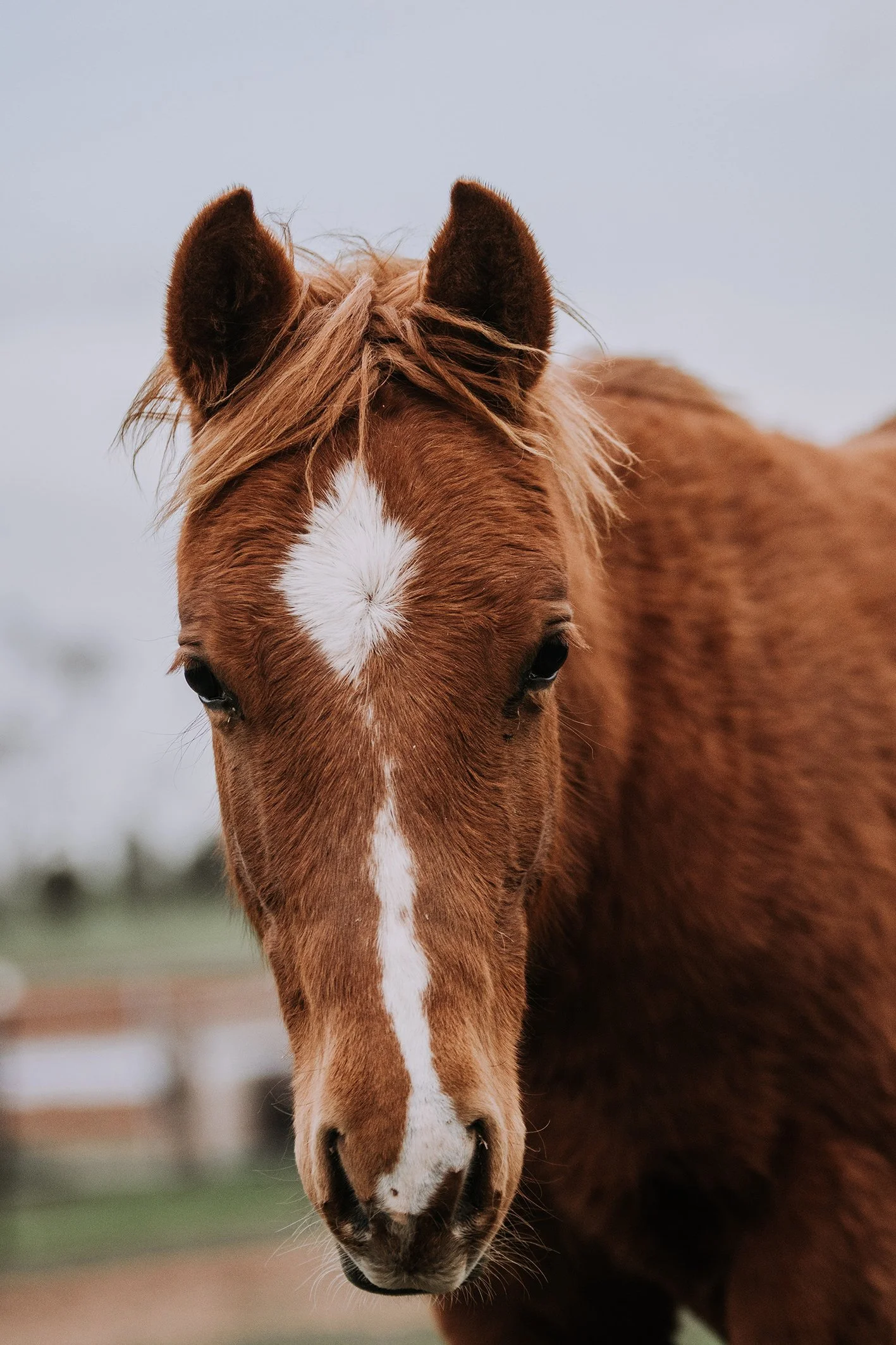Double J Quarter Horses