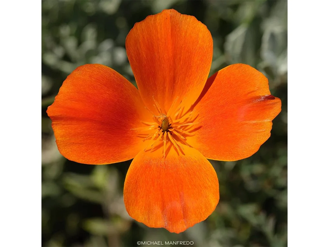 Poppy website letterbox.jpg