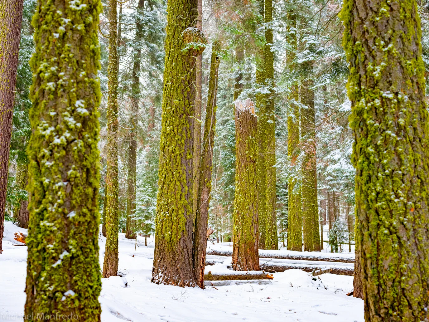 Wintergreen