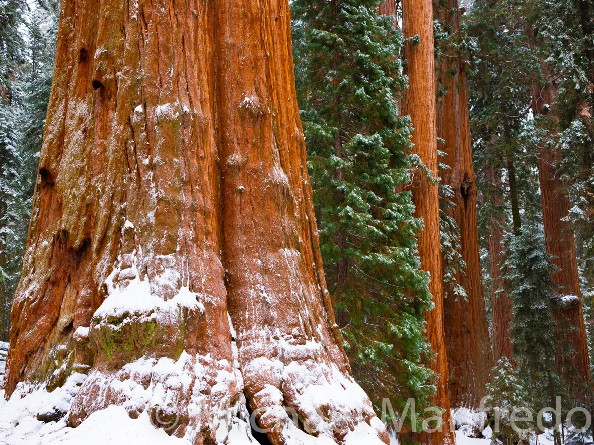 Winter Giants