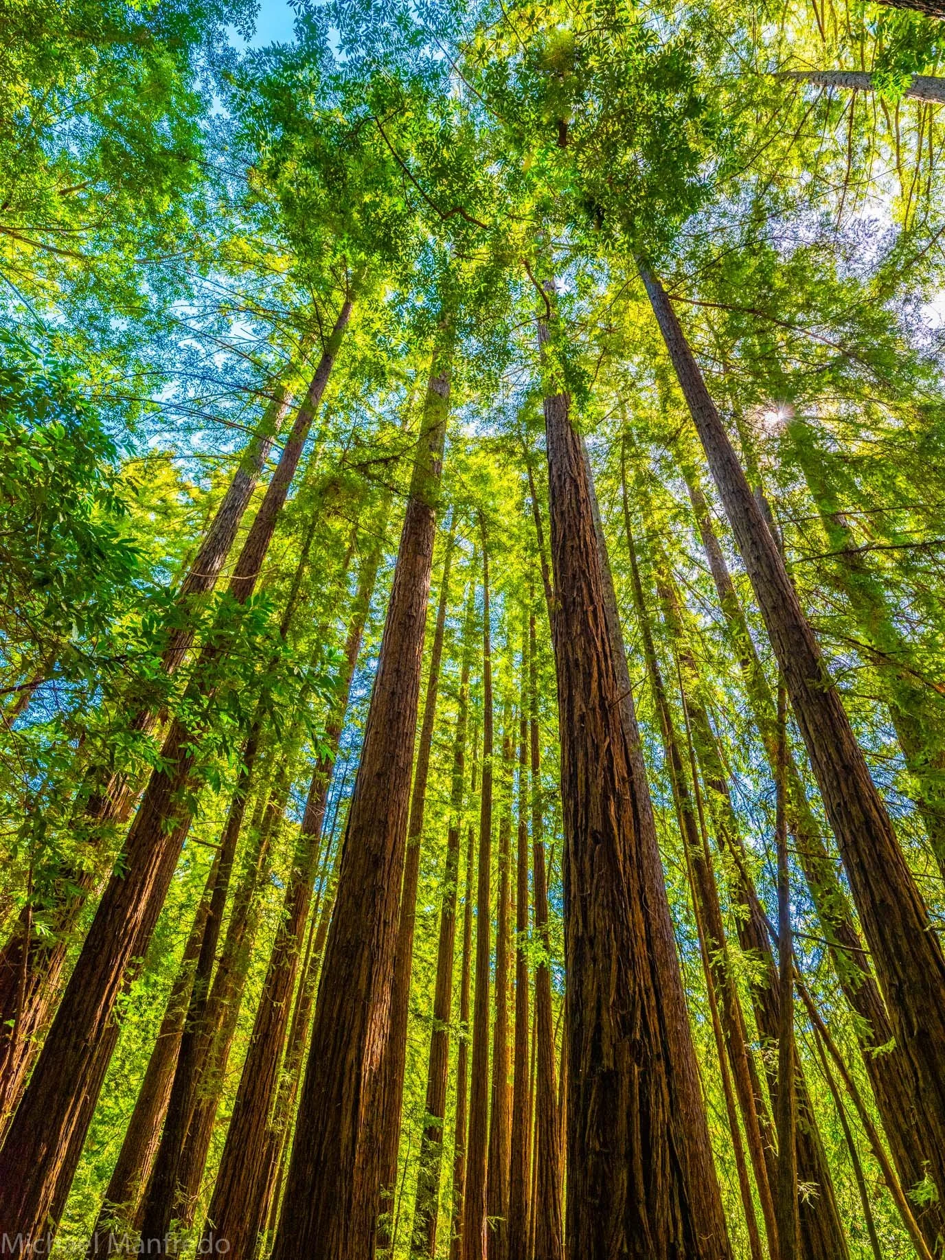 Redwood Rows