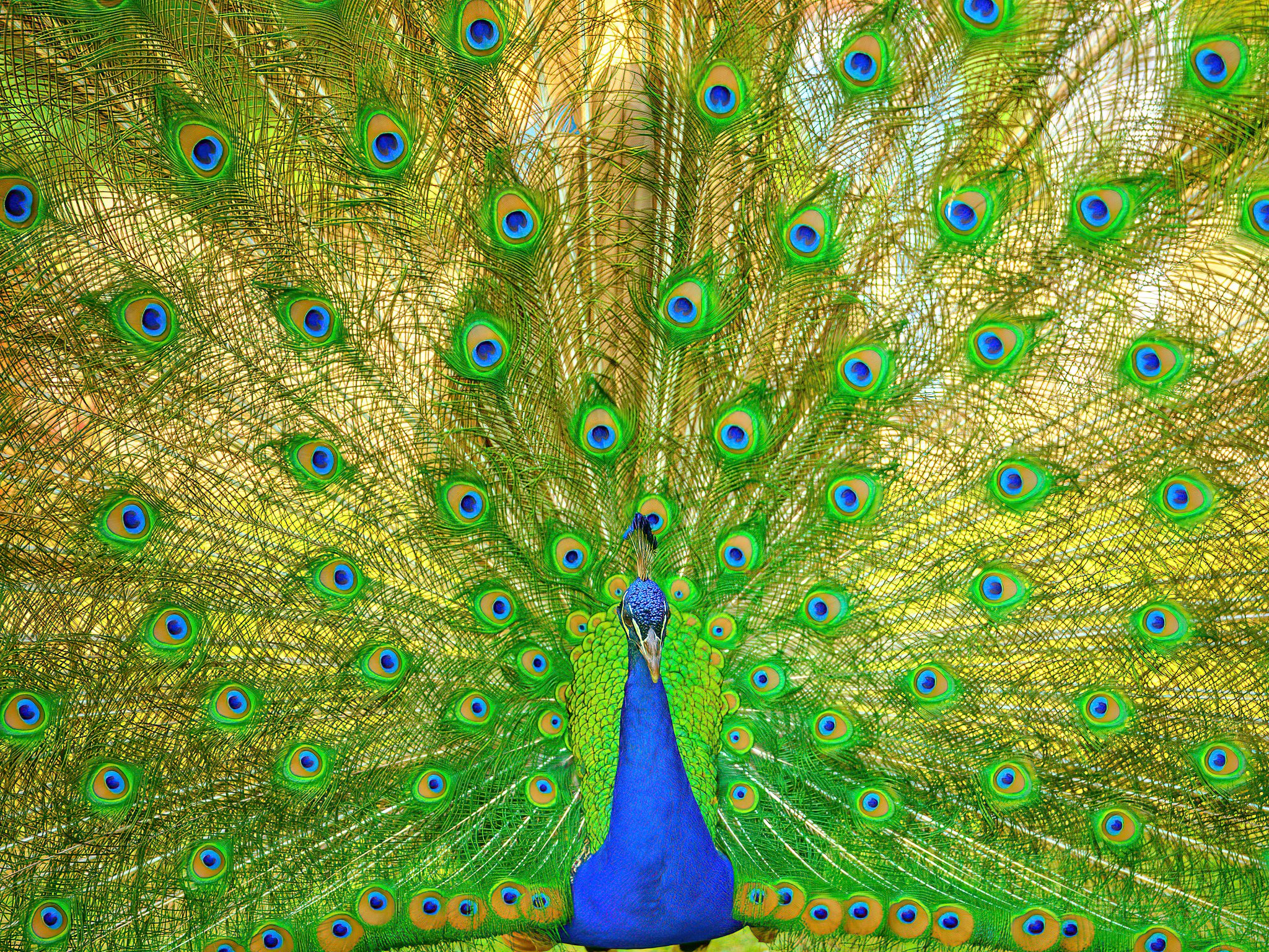 The Feathered Peacock