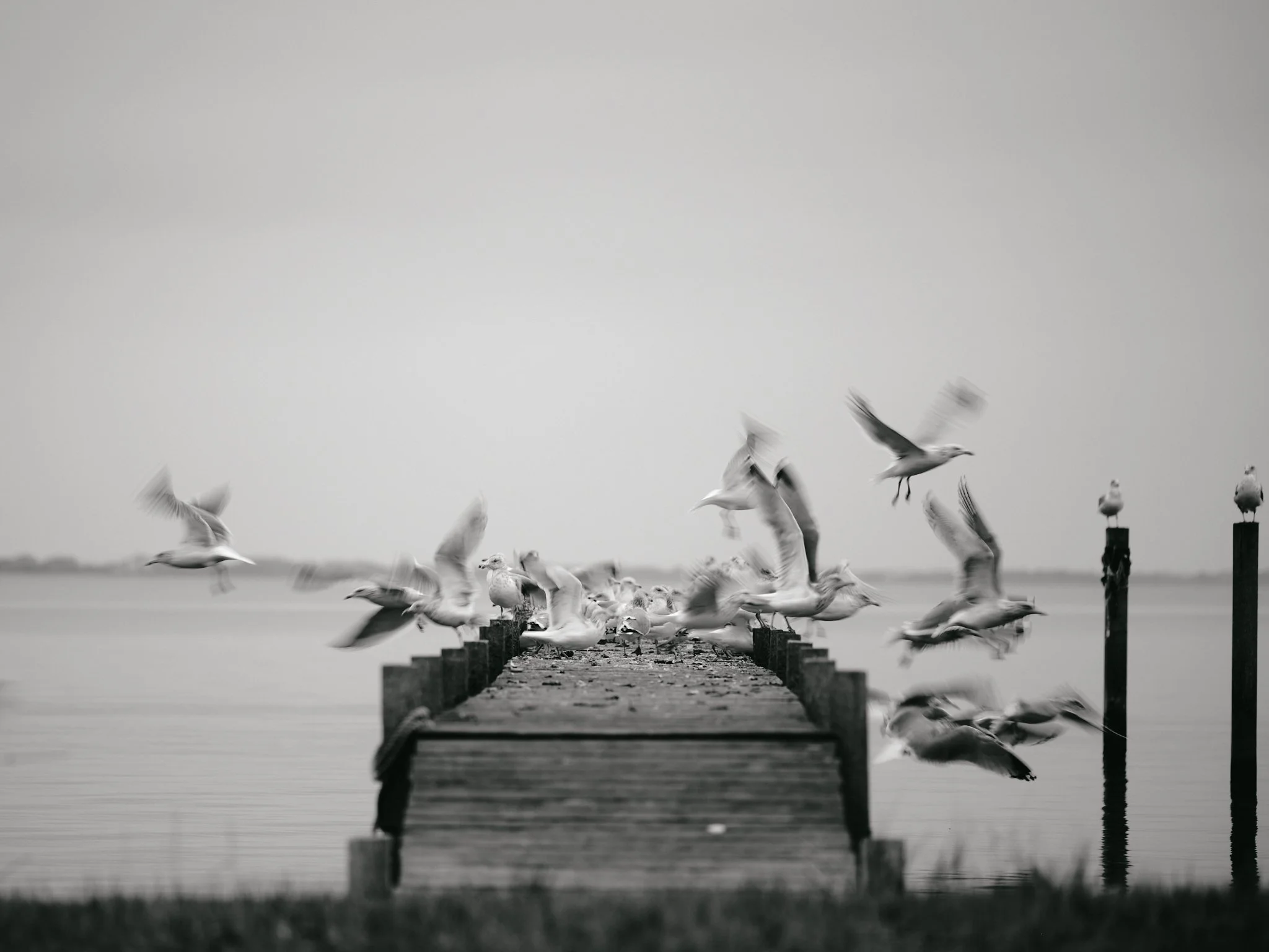 Birds of Feather