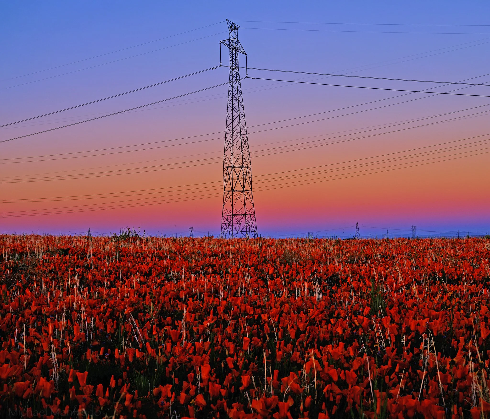 DSCF0225-30 stacked poppy power.jpg
